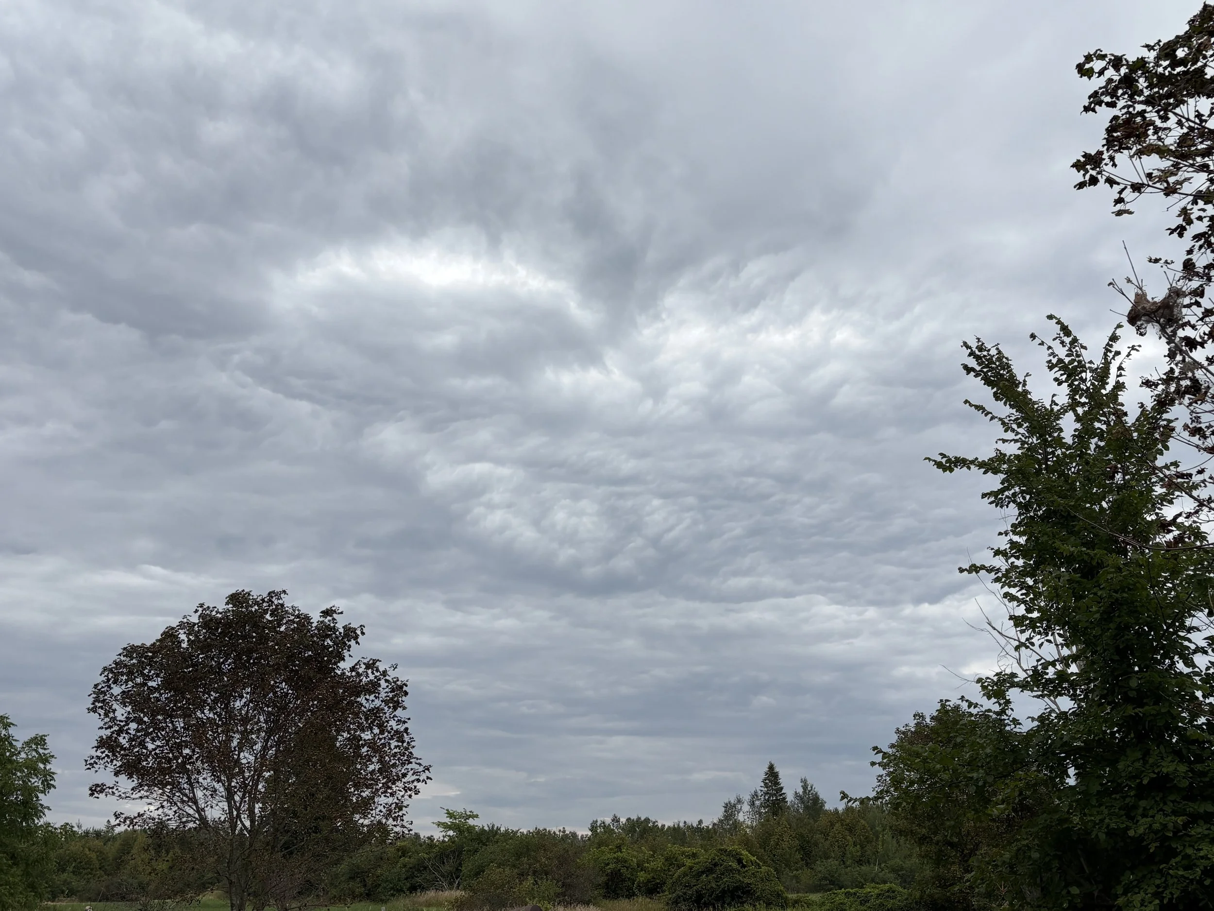 Submitted by  Anne Gamsby