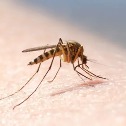 Mosquito Traps in Lindsay Tested Positive for West Nile Virus