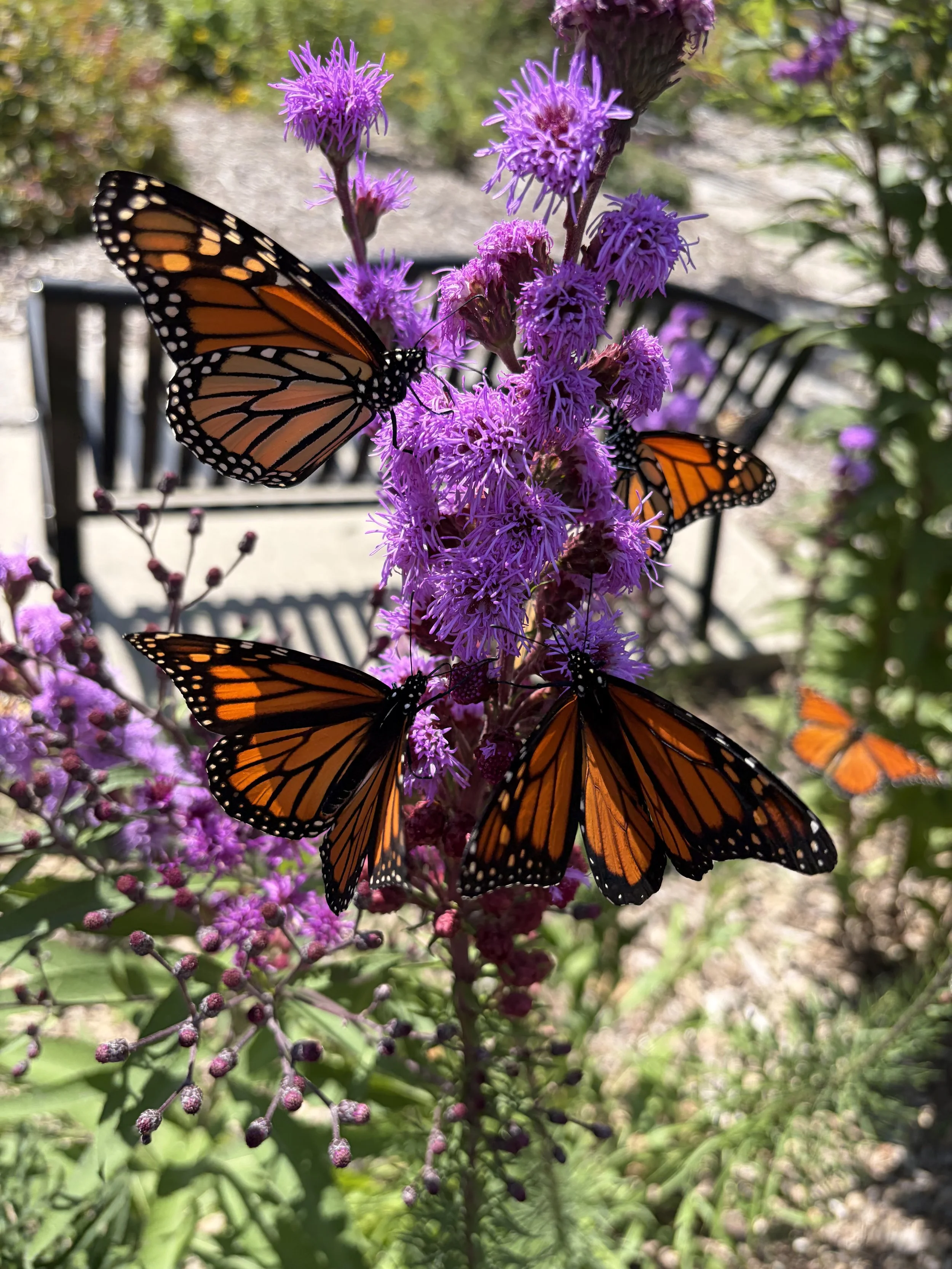 Submitted by Marianne Wroe