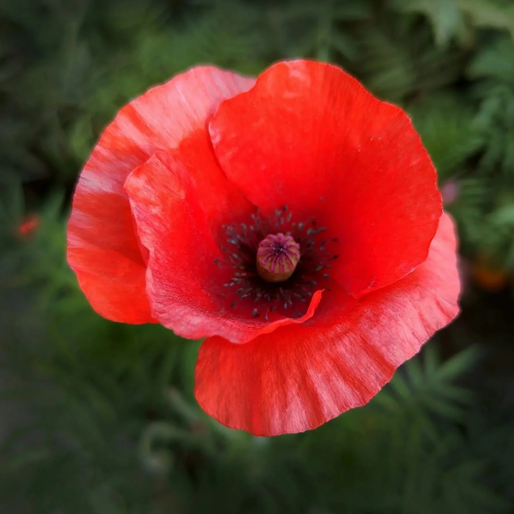 2026 Candlelight Service November 10 and Remembrance Day Service November 11