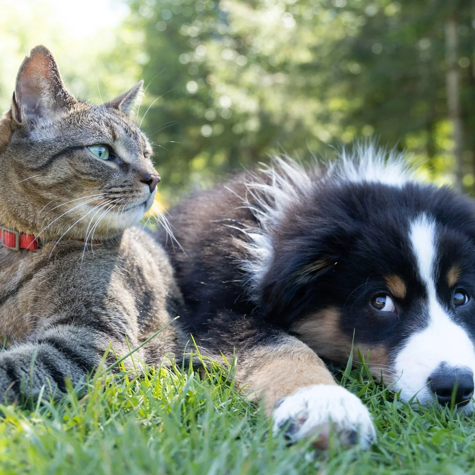 Lakelands Public Health and Community Partners Offer Reduced-Cost Rabies Clinic