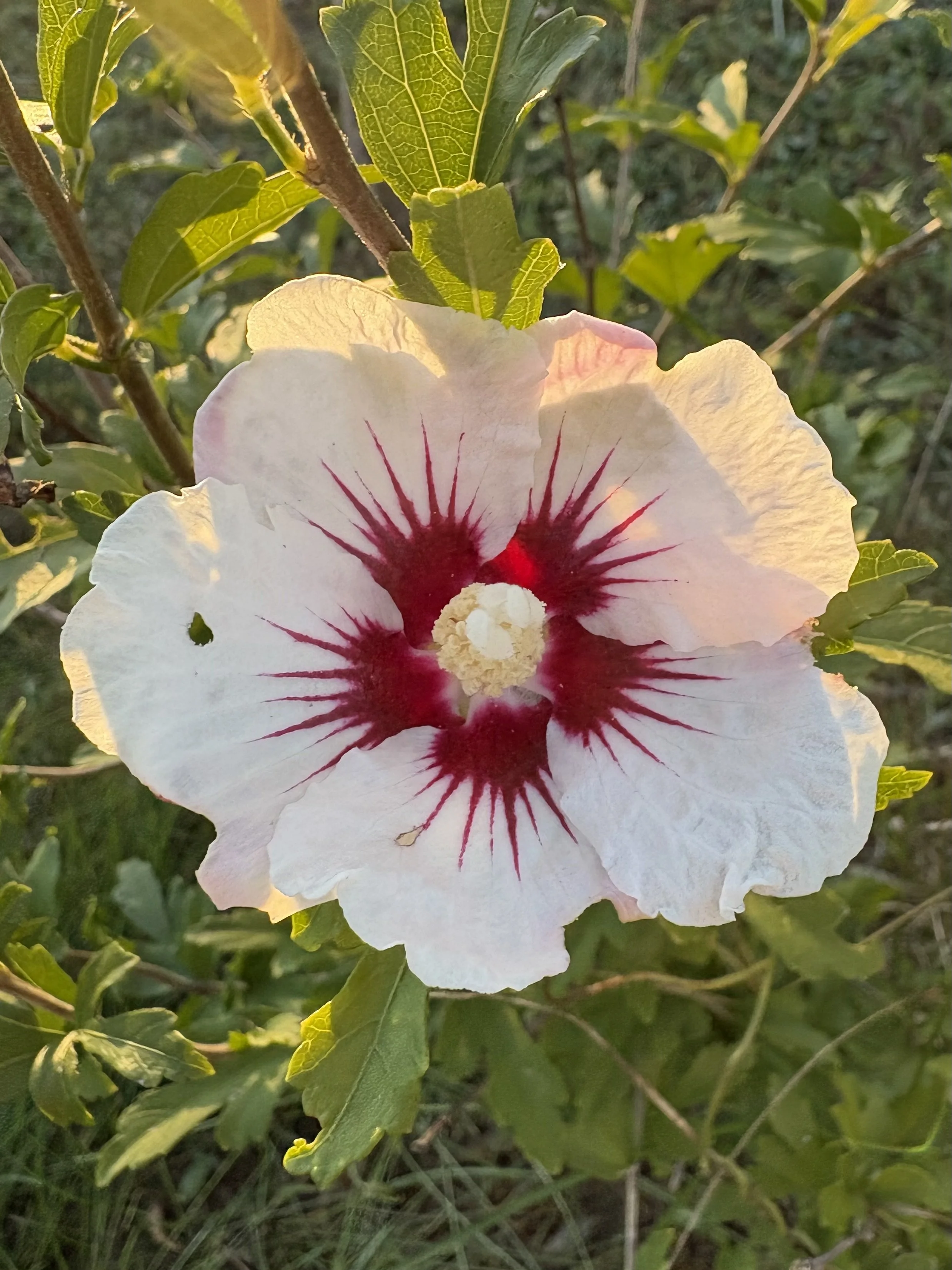 Submitted by Anne Gamsby