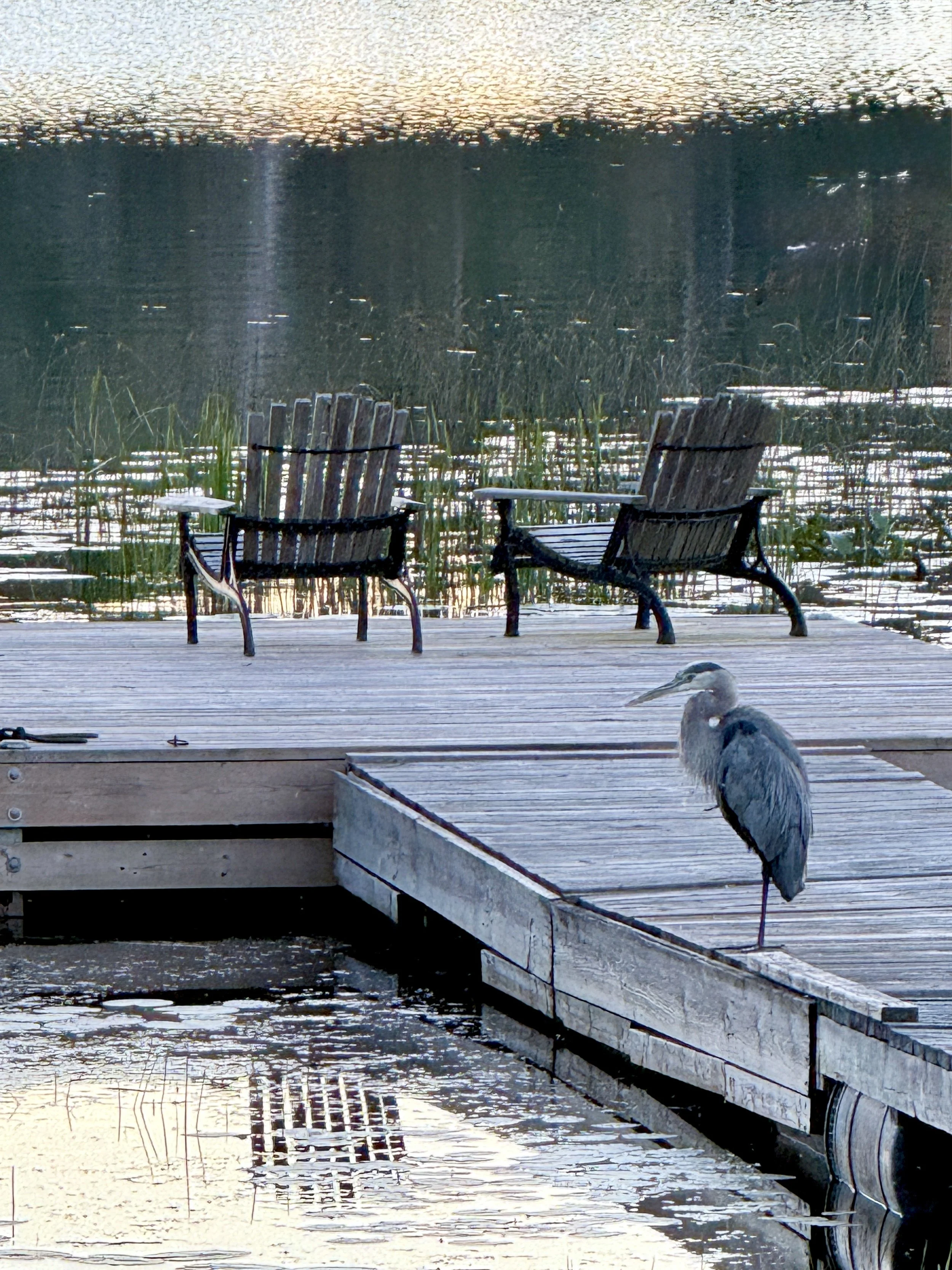 Submitted by Susan Johnstone