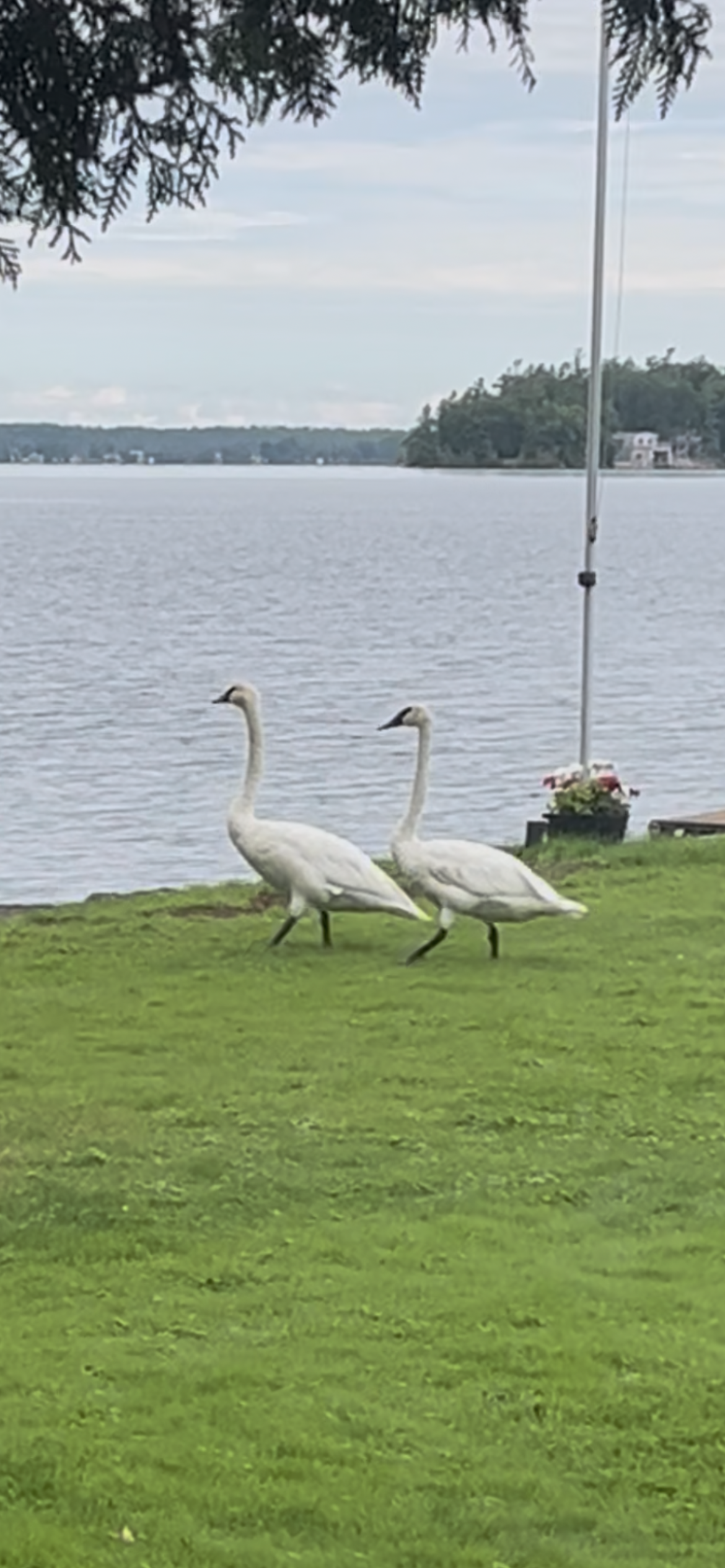 Submitted by Marion Knott