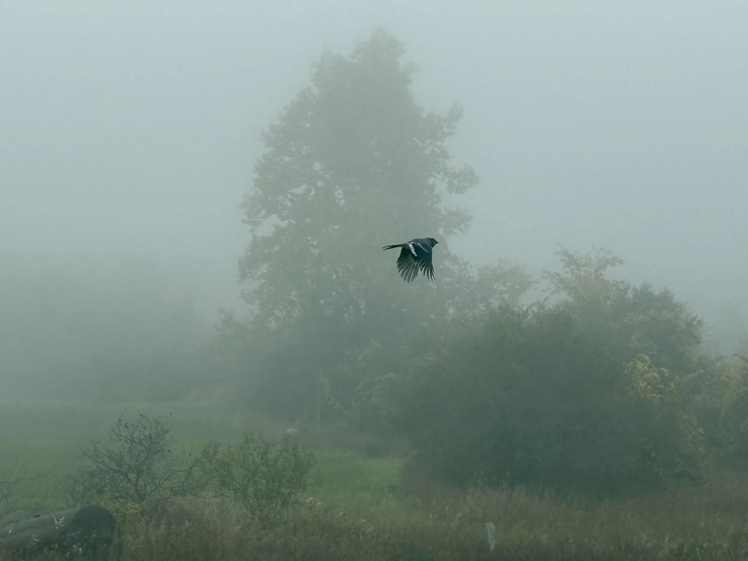 Submitted by Anne Gamsby