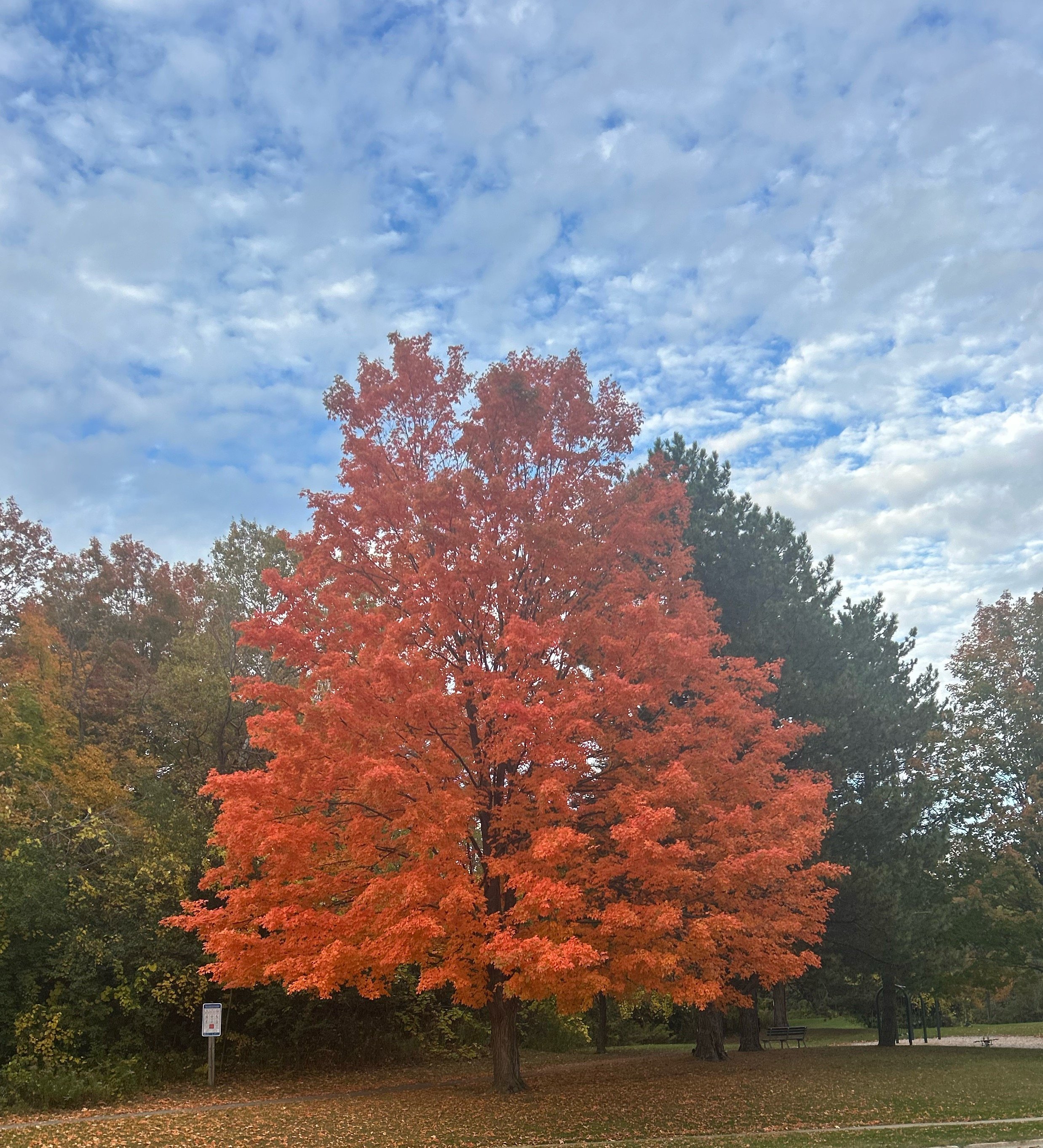 Submitted by Wanda Tsiakos