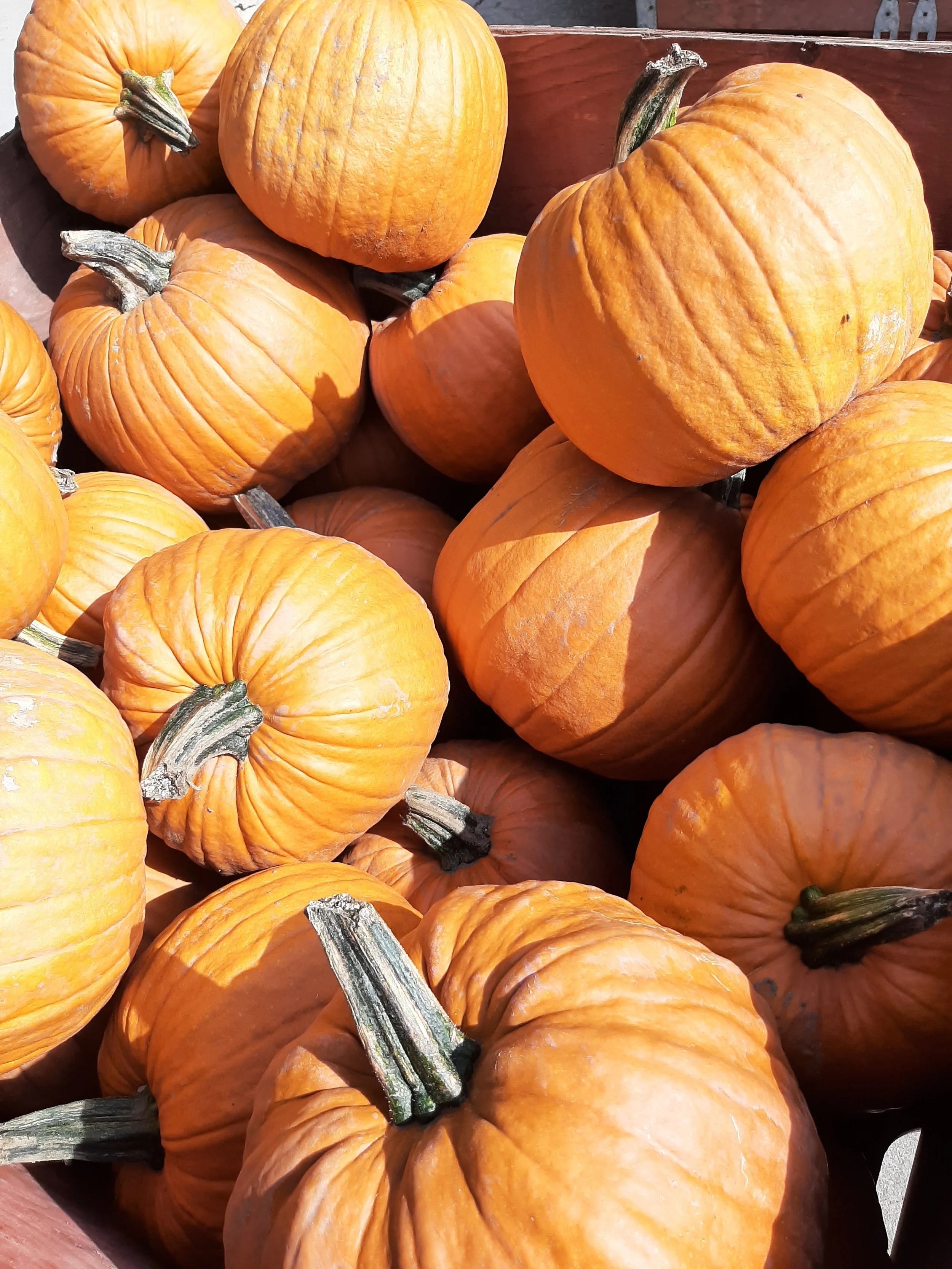 Sharon Phelps_Pumpkin Jumble.jpg