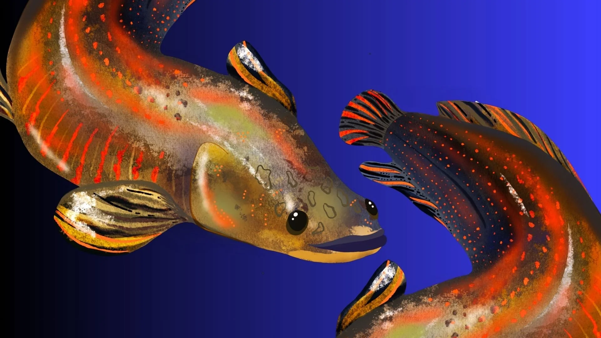 Oil and Gas: Petrotal, "Paiche" wildlife illustrations