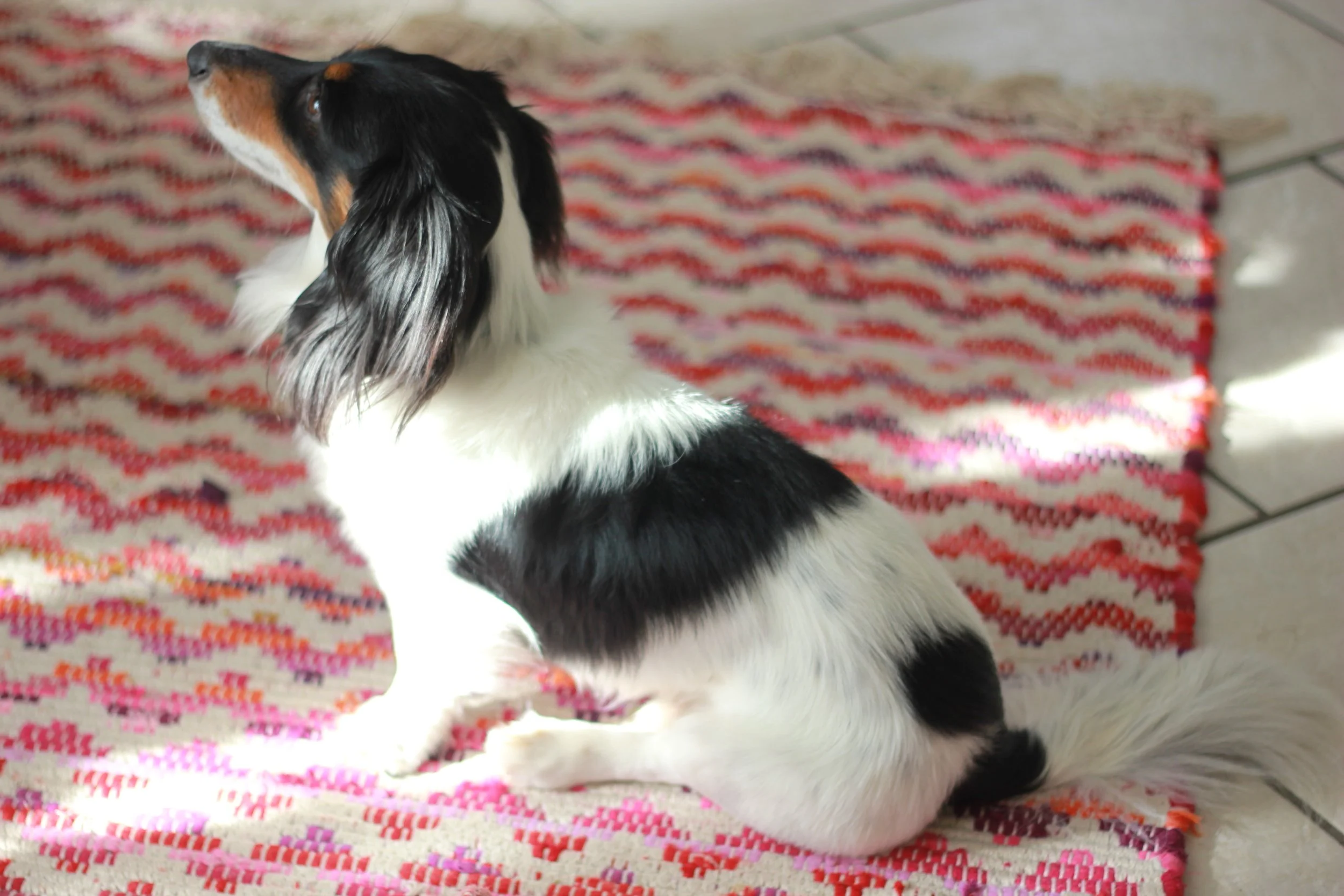 The famous assistant and wiener-velcro dog, Juilliard. Yes—he is as soft as he looks.