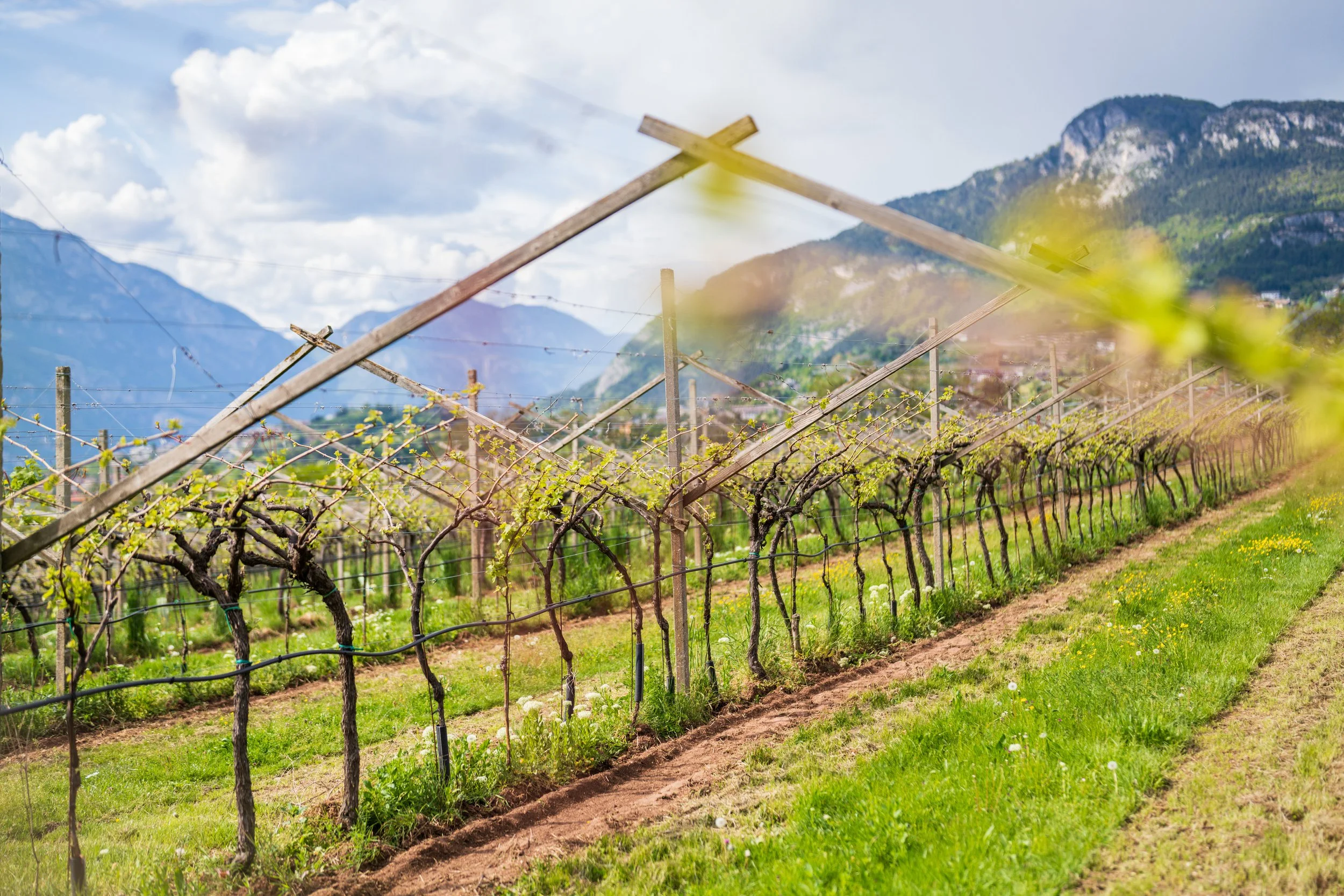 8 Grappoli Agritur
