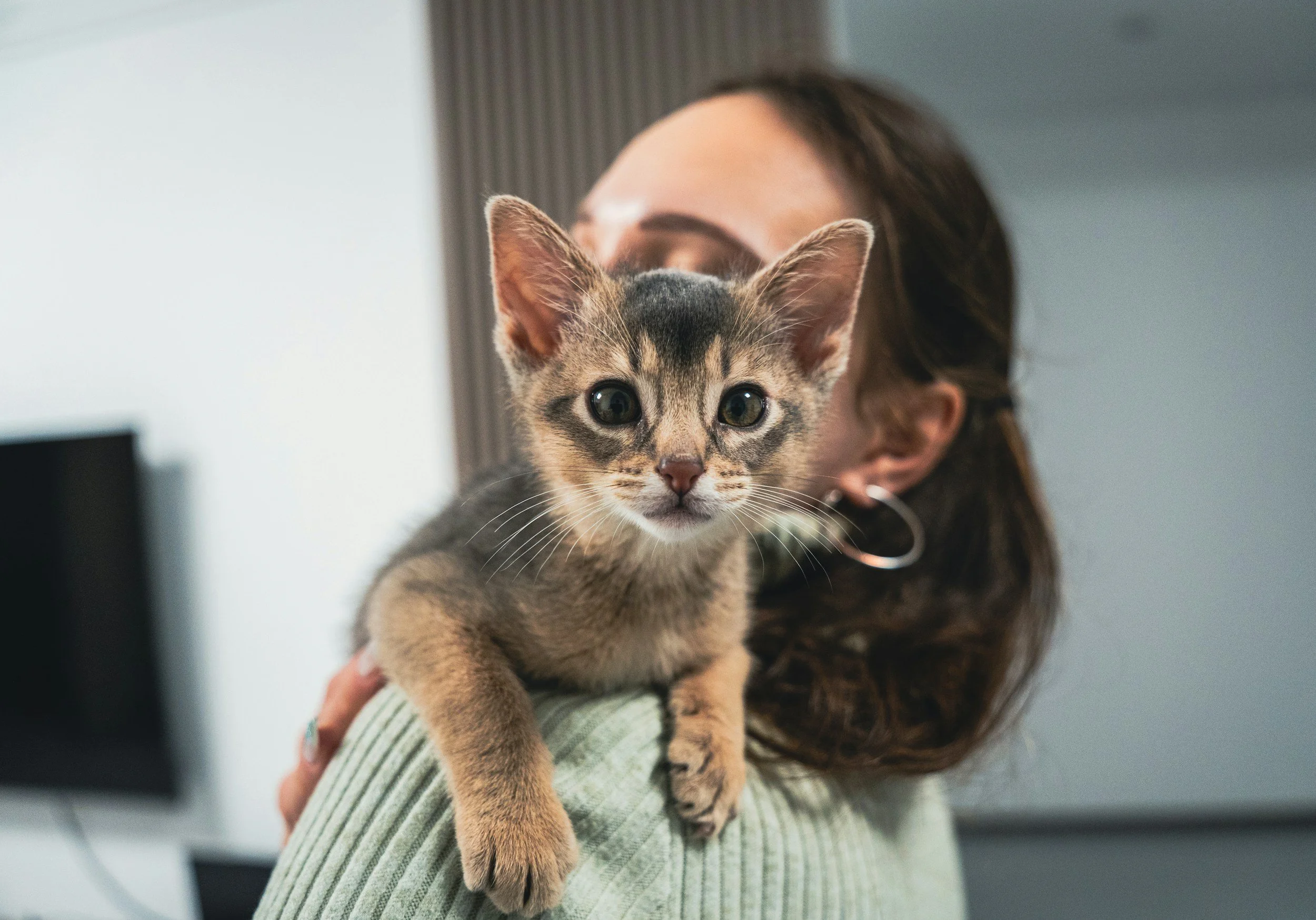 Person holding a kitten with a focused gaze, background includes a TV and a wall.
