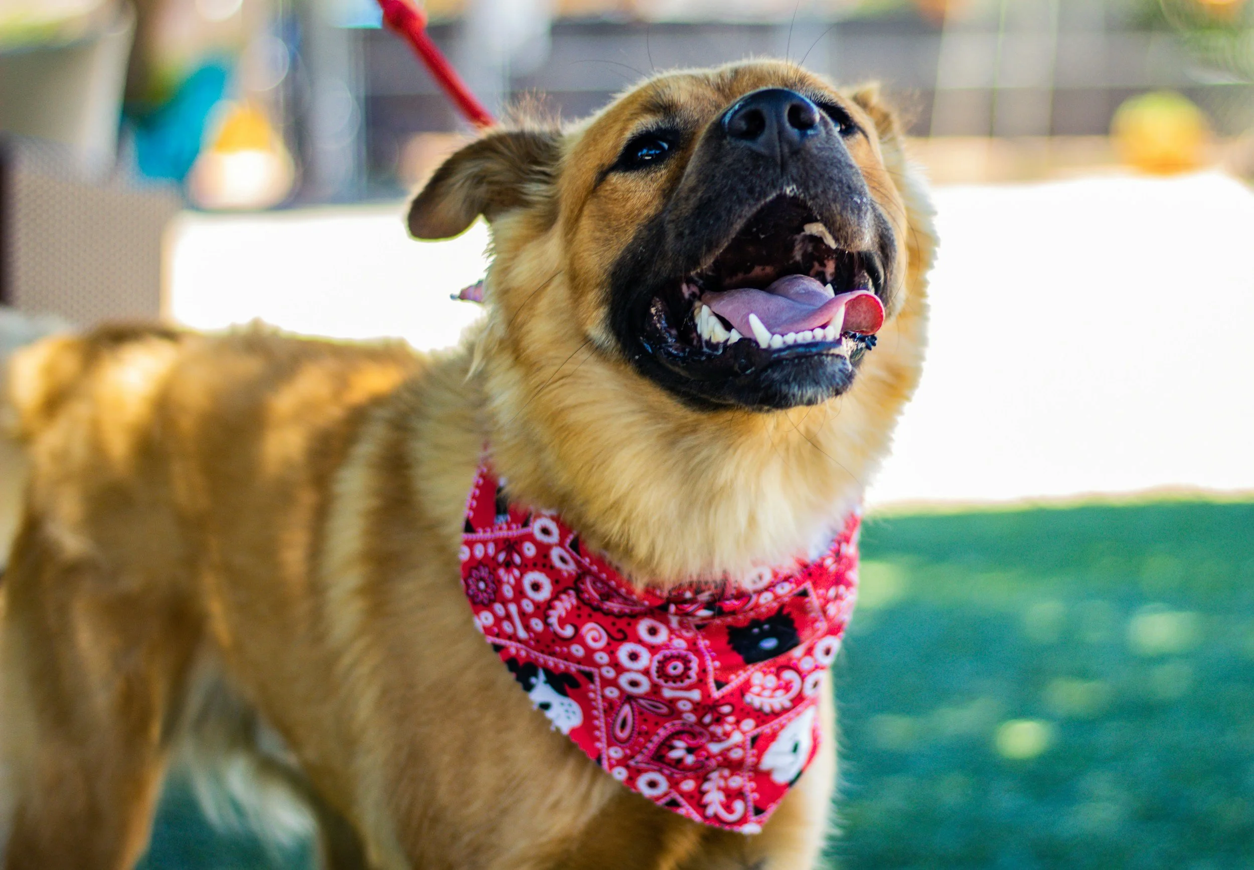 Happy dog wearing a red bandana with white and black designs in an outdoor setting.