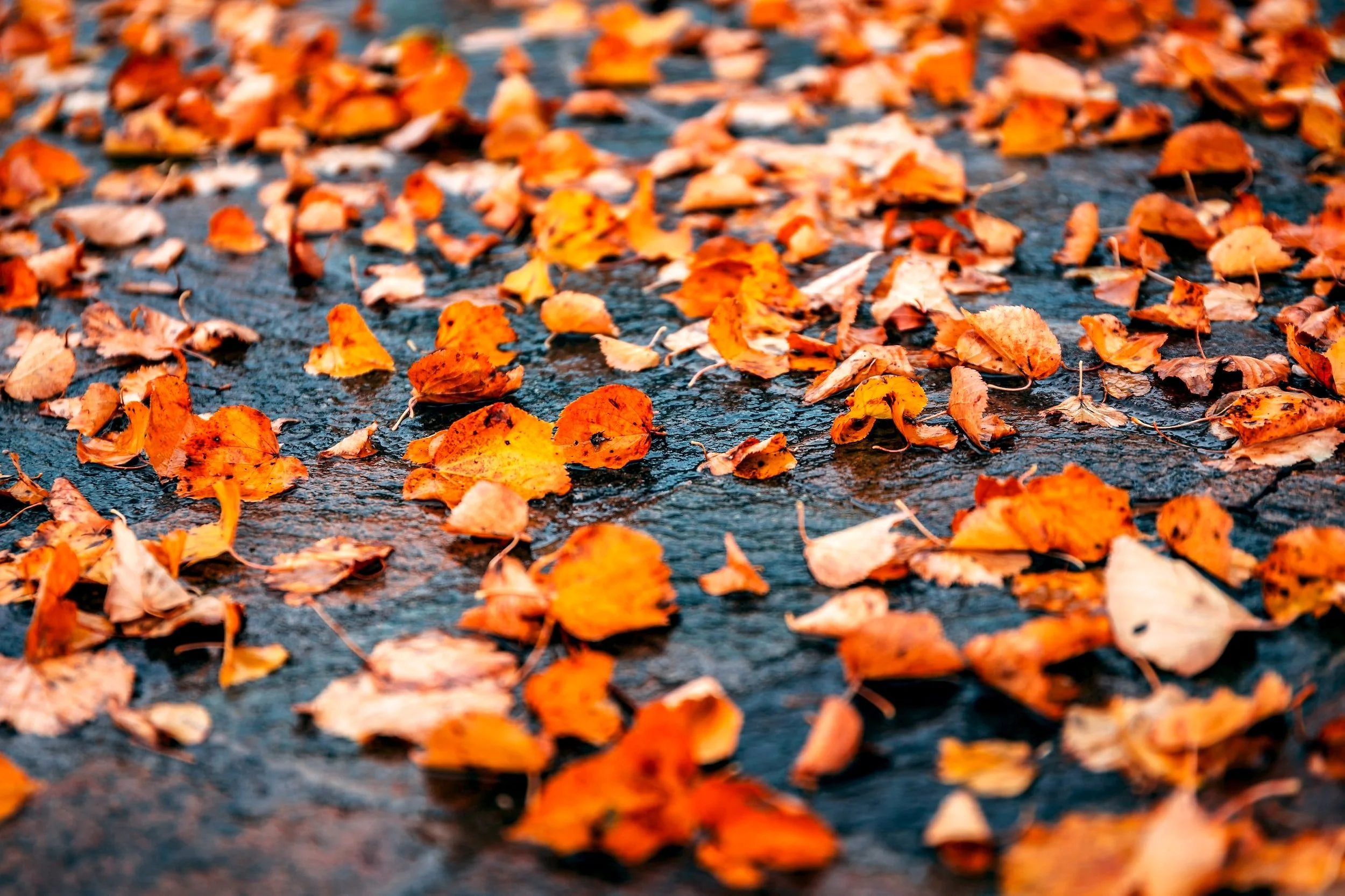 unsplash-image-fViKWA-9N0c.jpg