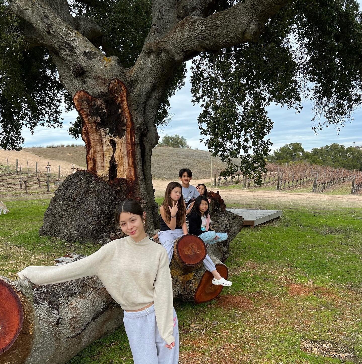 The Grand Old Lady--The Vintage Ranch's majestic oak--has been here for 250 years! We can only imagine how much joy she's given countless kids who've climbed her limbs. 

The hours of entertainment she gives and sense of imagination she sparks? Price