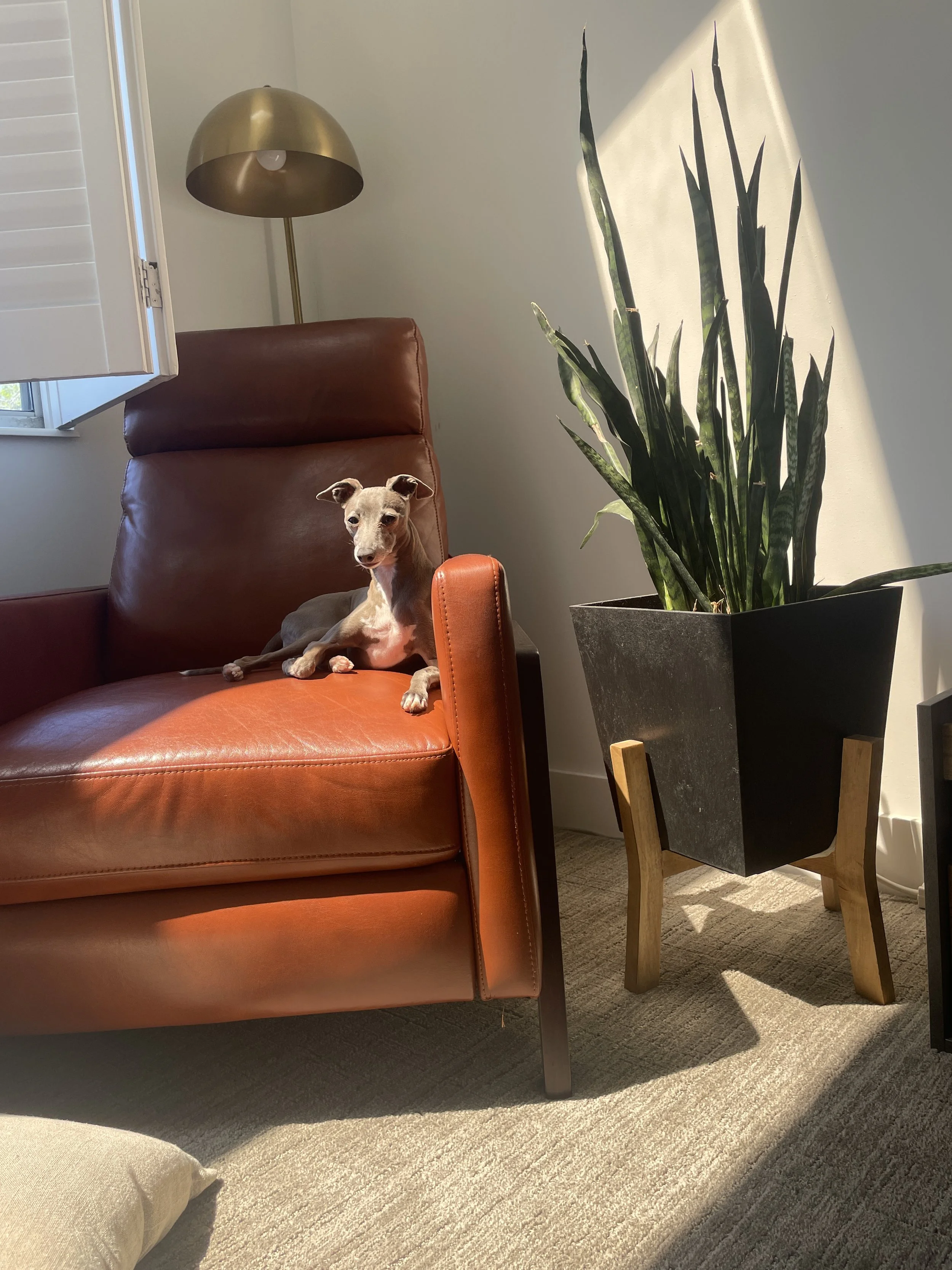 A small dog with tan and white fur lying on a leather armchair, next to a large potted plant with tall green leaves, near a window with open blinds and a yellowish sunlight shadow.