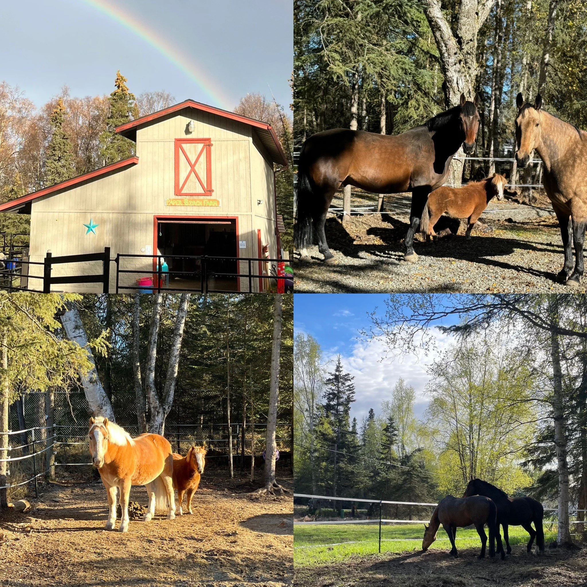 June 1-4, 2026: Paper Birch Farm Horse and Pony Summer Camp