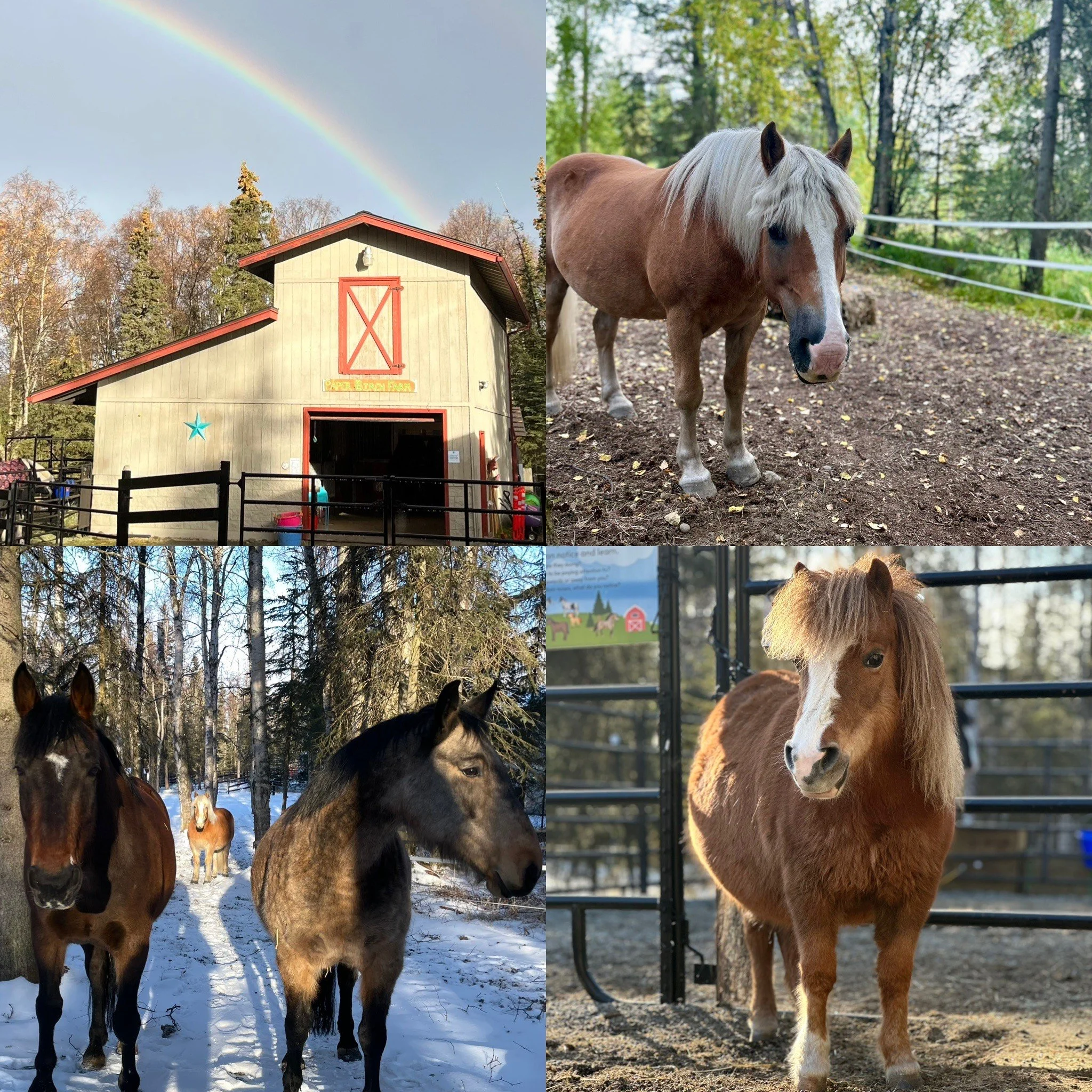 June 8-11, 2026: Paper Birch Farm Horse and Pony Summer Camp