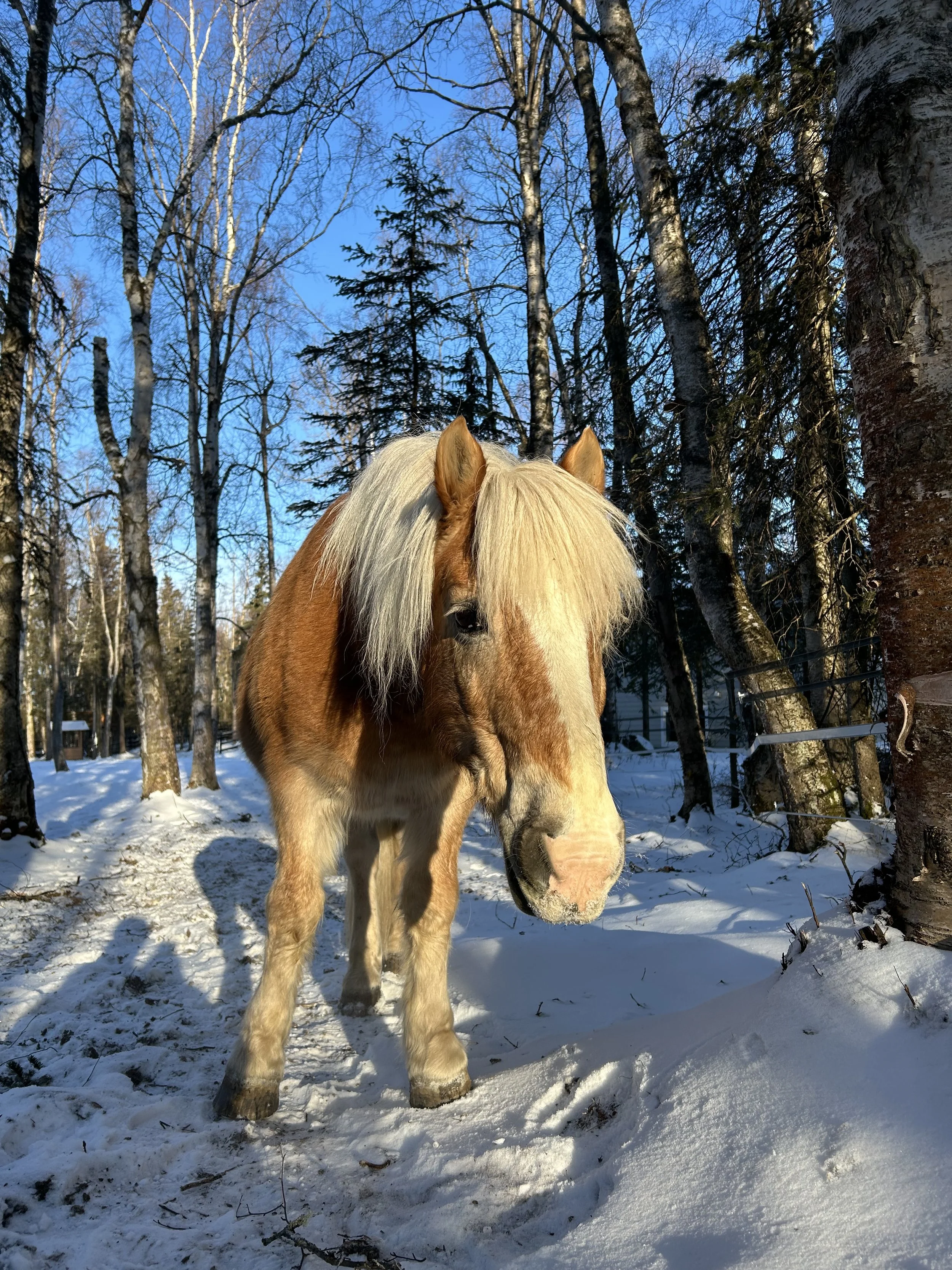 Private Experiential Learning with Horses *Current and First Time Students