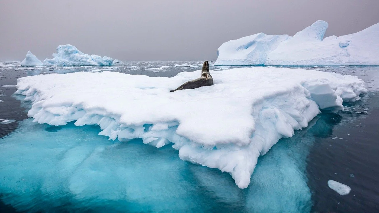 Polar Regions of Earth: Sights and Sounds of Wonder