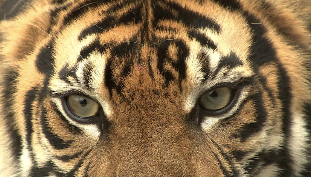 The Last Sumatra Tiger.png