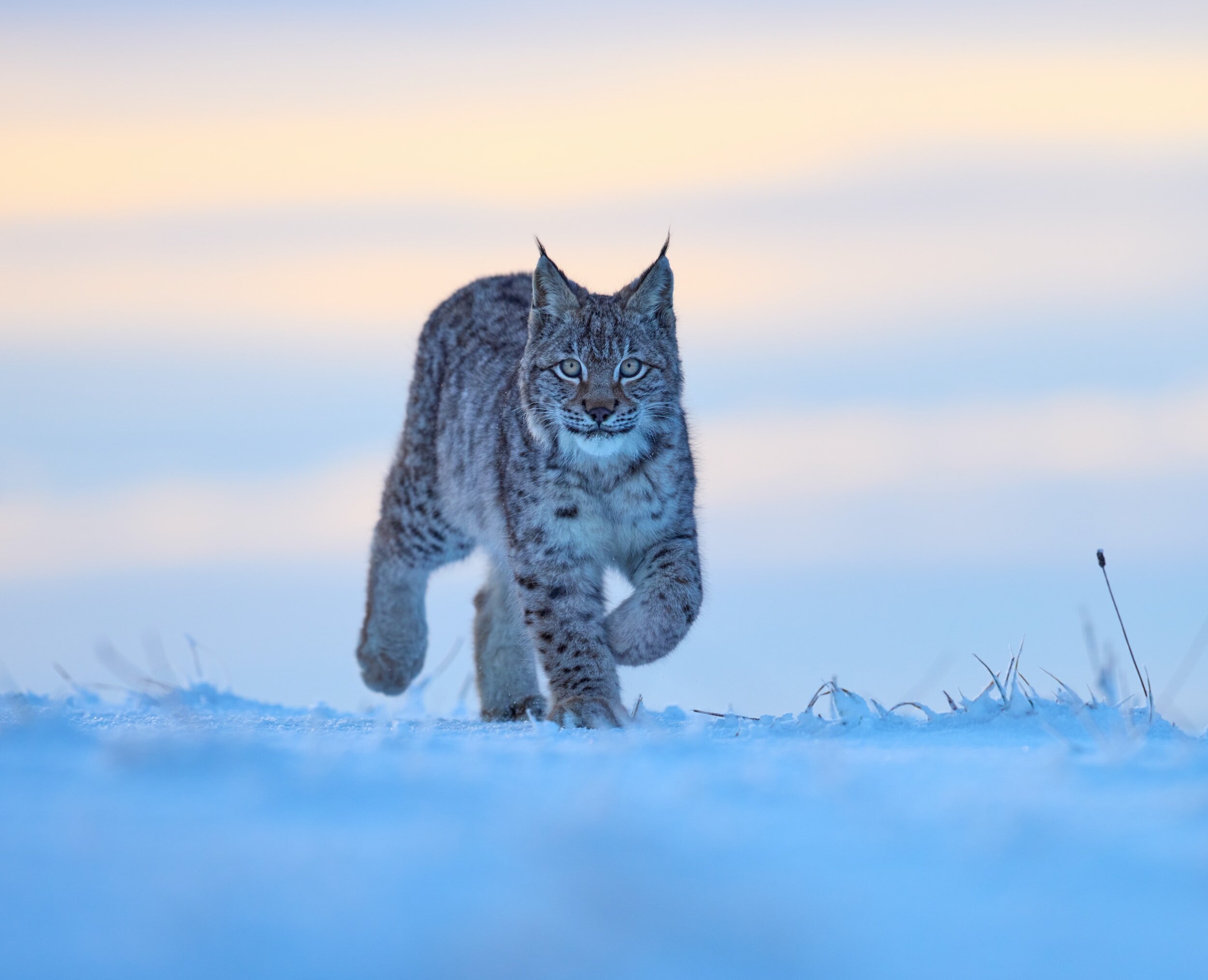 Shamanic Journey: Connect to Your Spirit Animal