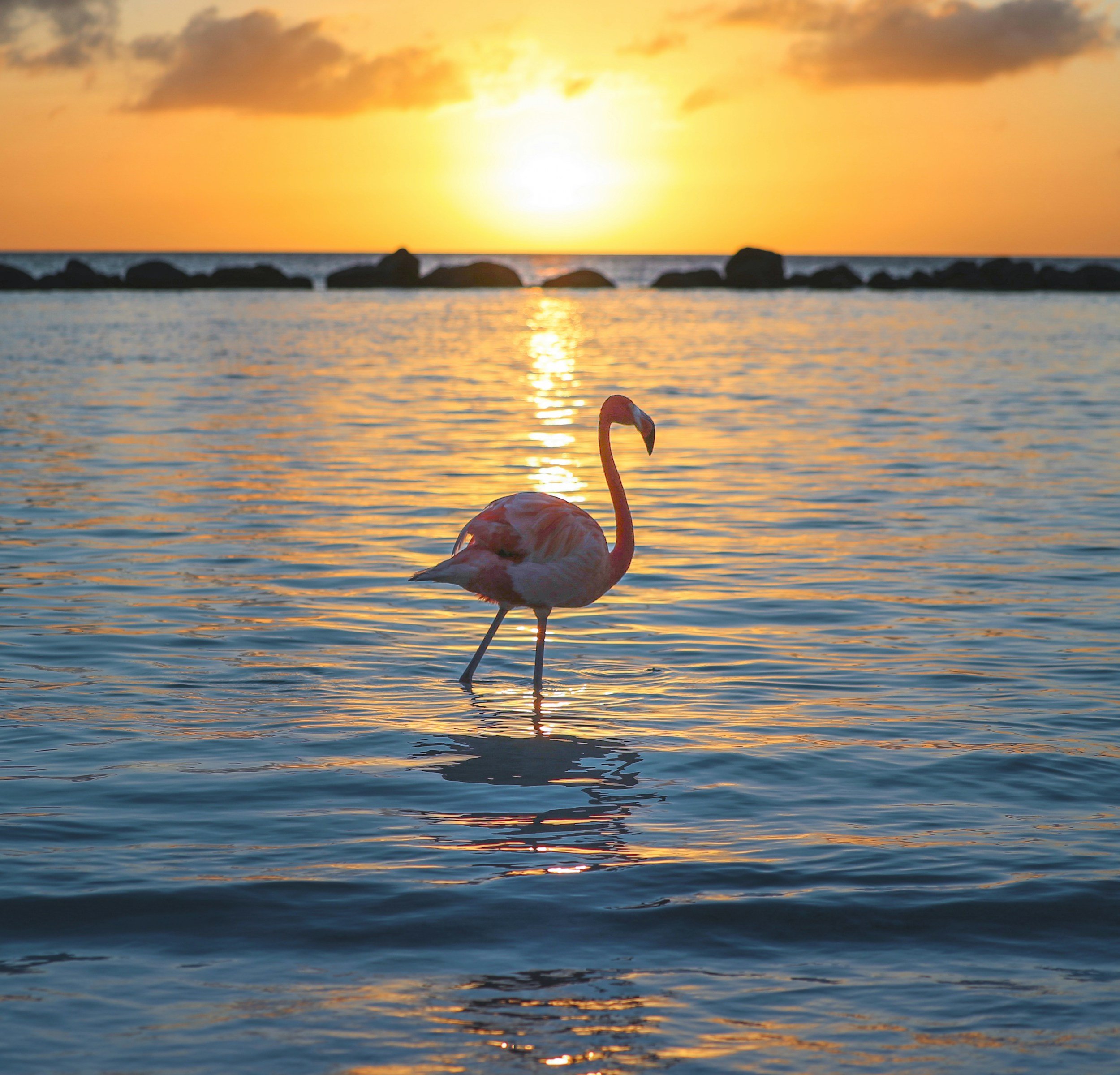 Shamanic Journey: Meet Your Spiritual Animal