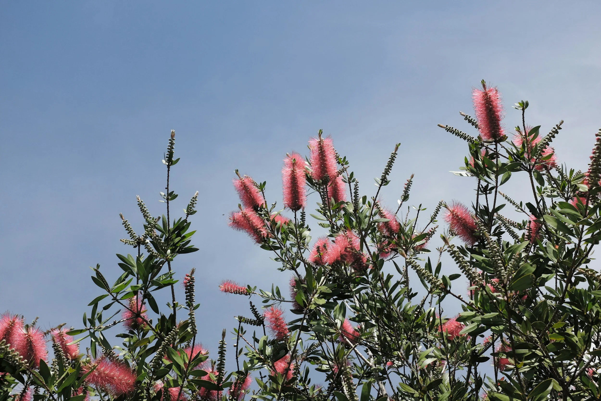 Spring and the Gunas