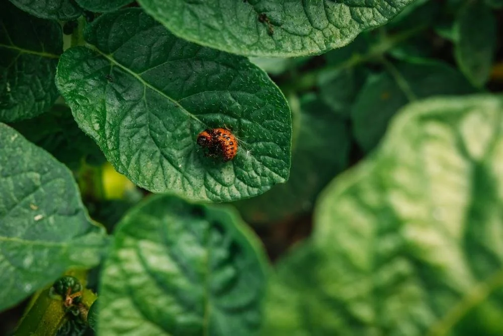 Exploring Integrated Pest Management for Sustainable Agriculture