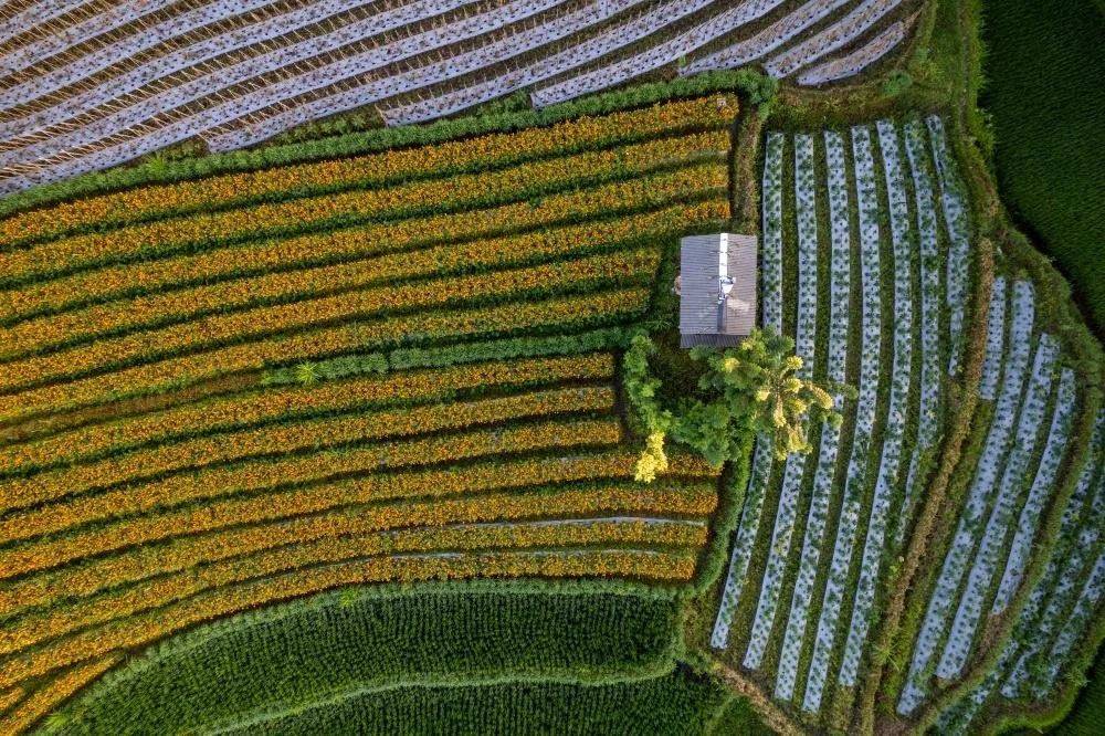How Does Crop Rotation Work to Support Control Pests?