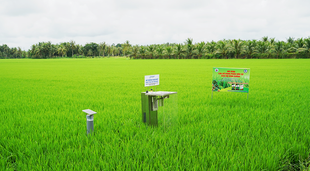 How Digitalised AWD Technology is Transforming Rice Production in Modern Agriculture
