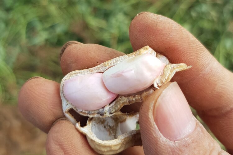 RYNAN Agriculture - Peanut Case study