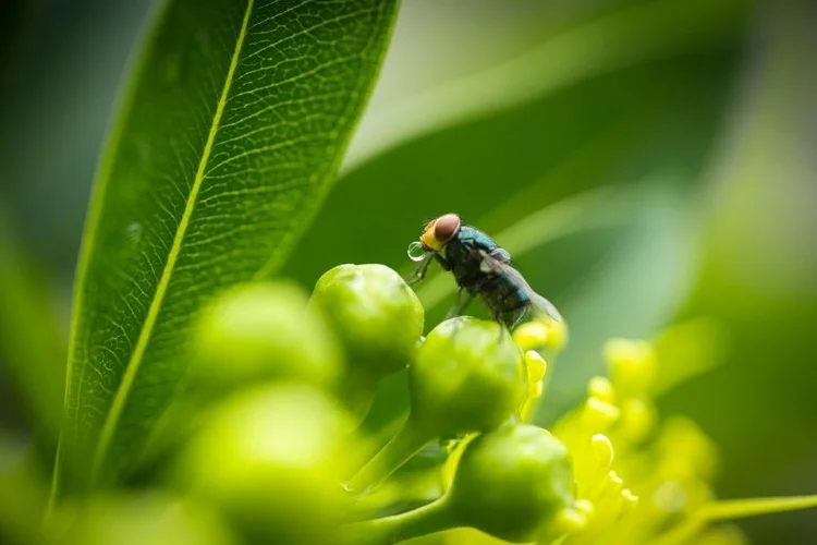 Modern Fruit Fly Control Methods — RYNAN Agriculture