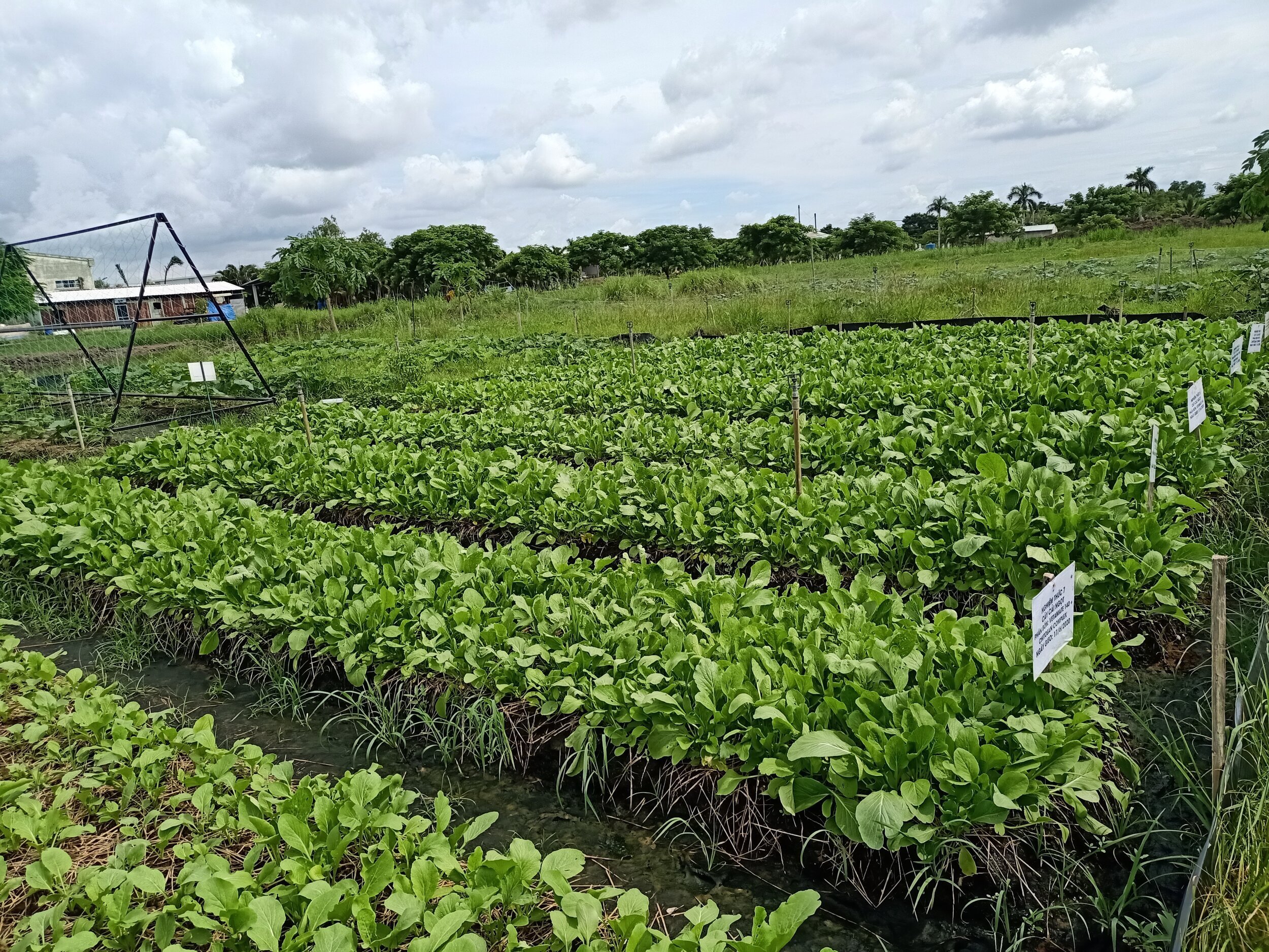 RYNAN Agriculture - Growing Choy Sum using RYNAN Smart Fertilizers