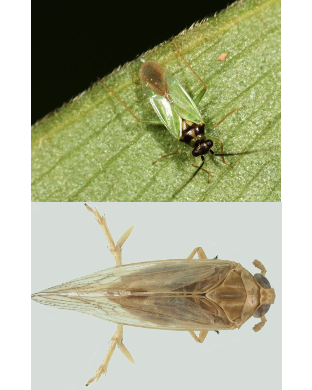 RYNAN Insect Monitoring Dong Thap Expansion — RYNAN Agriculture