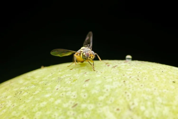 Modern Fruit Fly Control Methods — RYNAN Agriculture