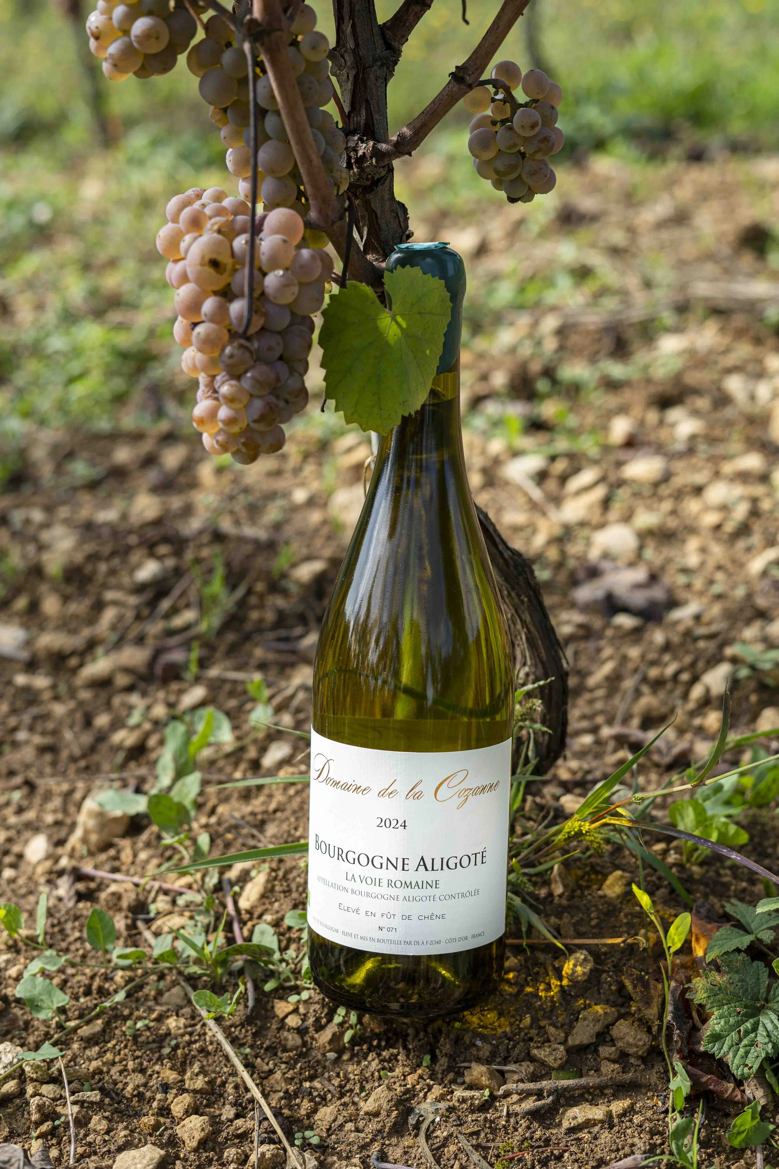 Domaine de la Cozanne