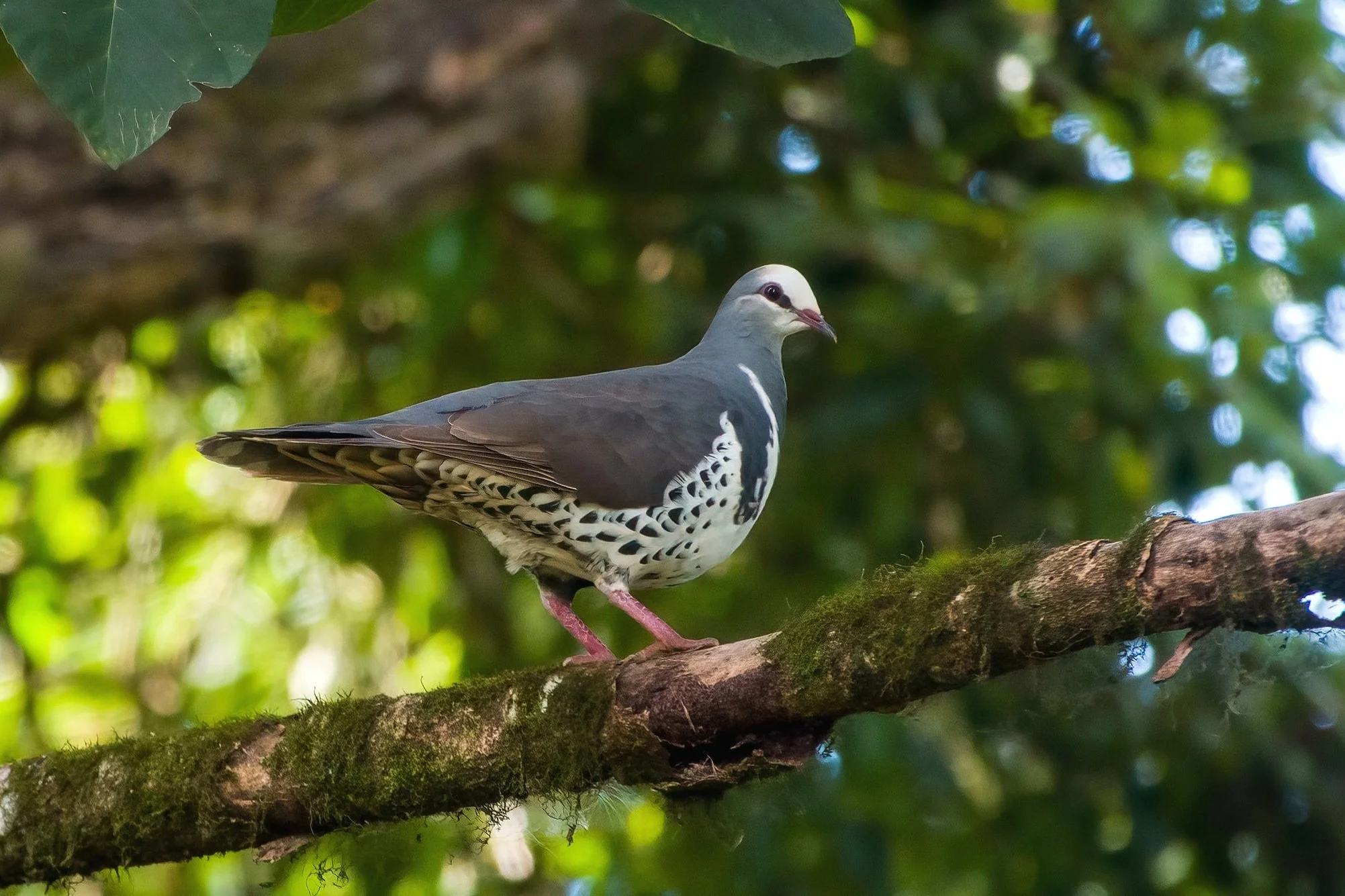#40 - 6:1:23 - Bunya Mountains - Wonga Pigeon.jpg