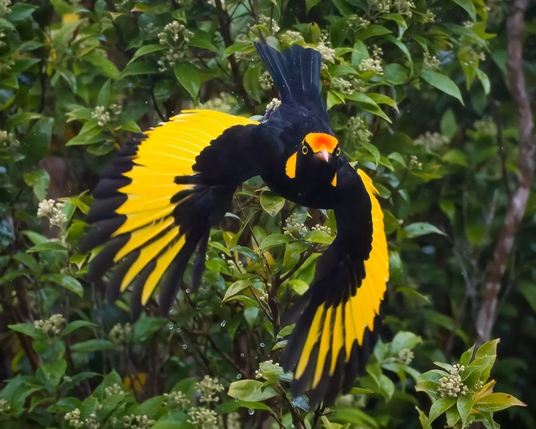Regent Bowerbird