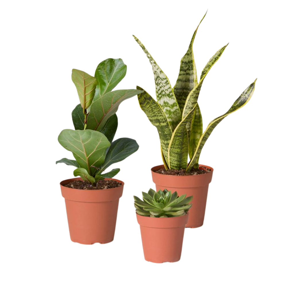 plant bundle