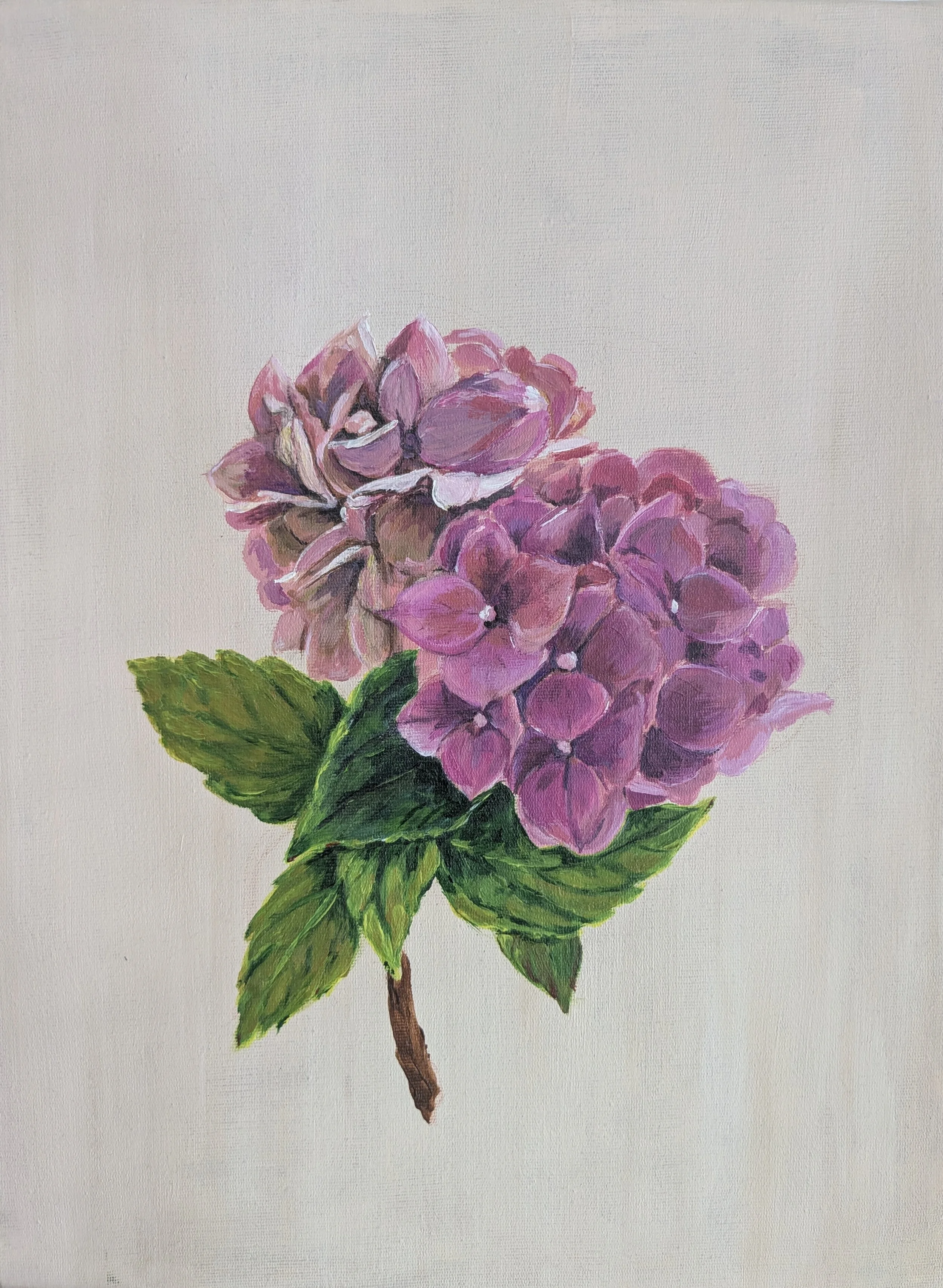 Hortensie.jpg