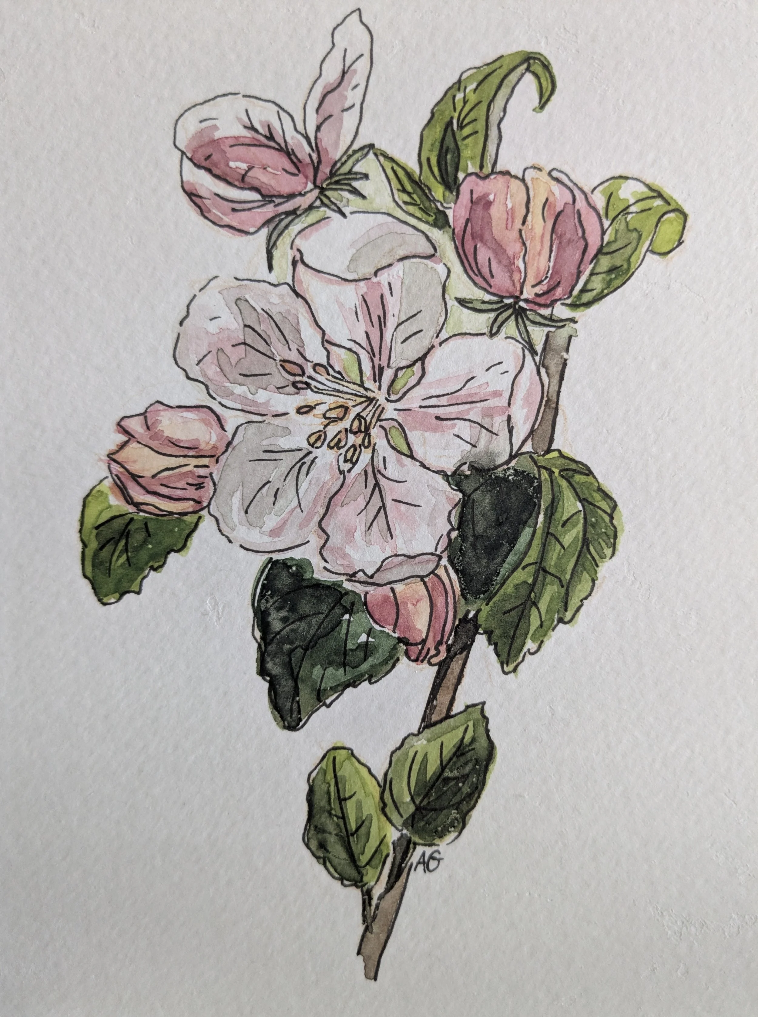 Apfelblüte.jpg