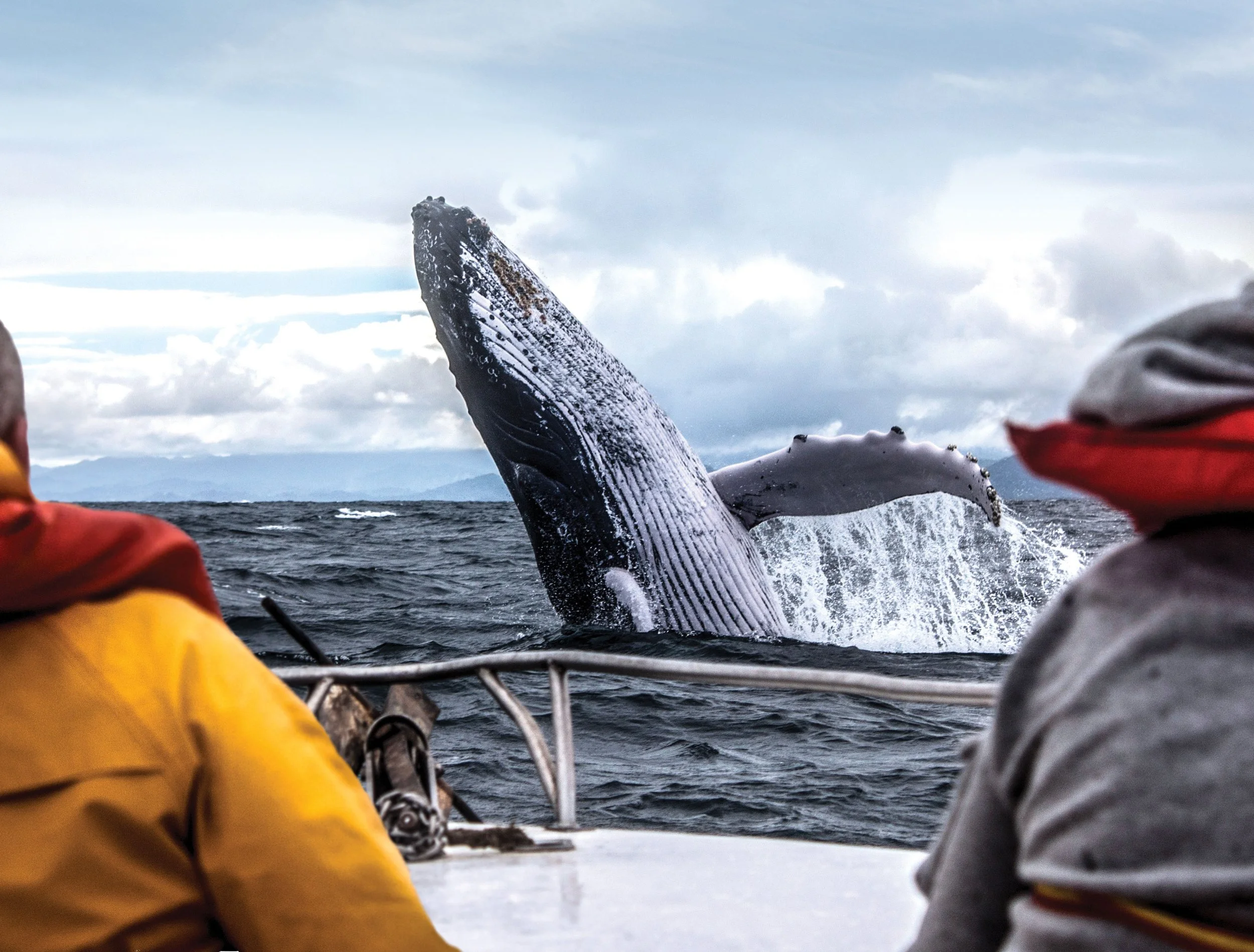 3f0e26de-5c1a-4951-ba1d-e4bd61ee76f8-whalewatch2020.jpg