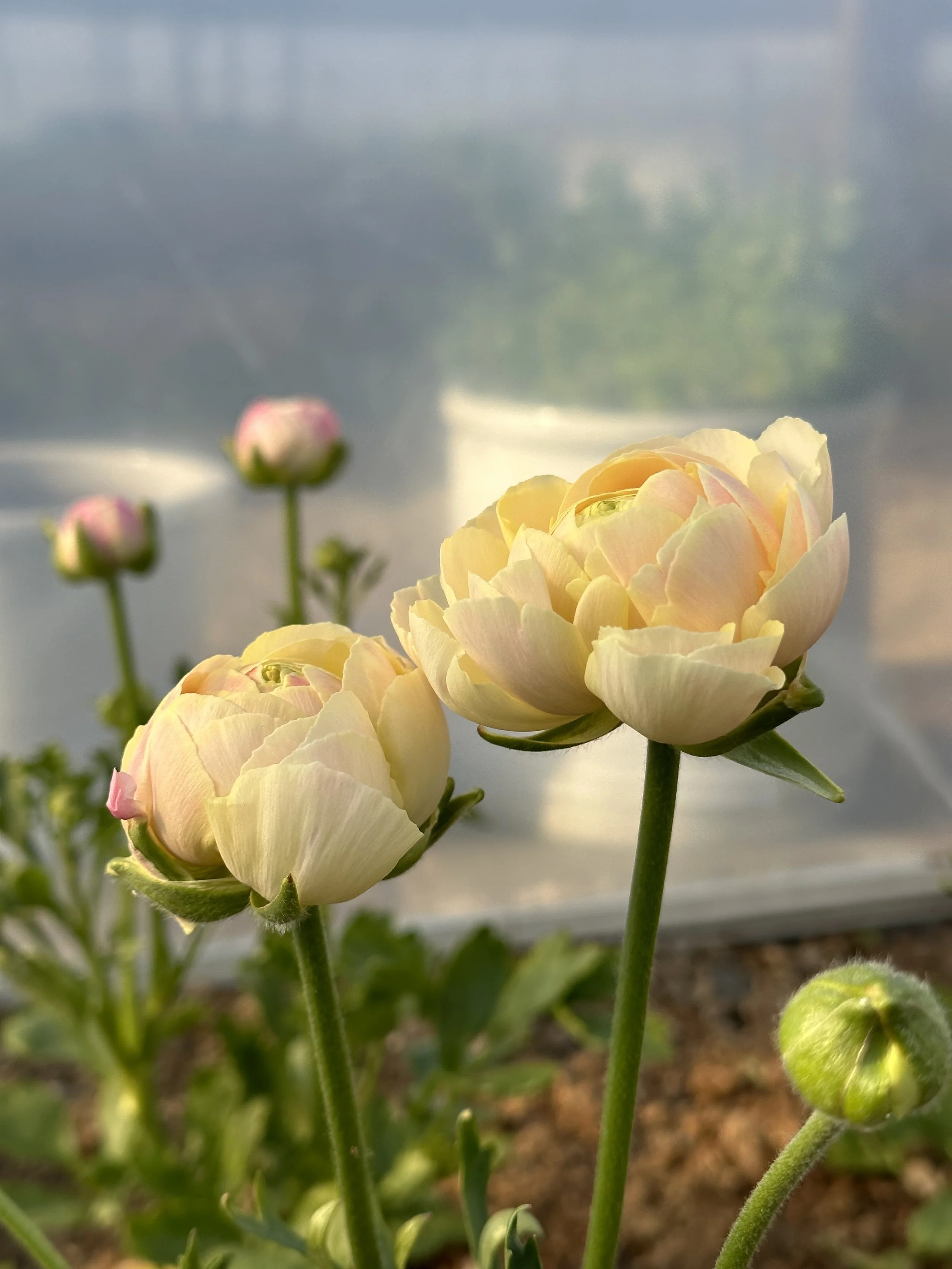 IMG_5160.jpeg