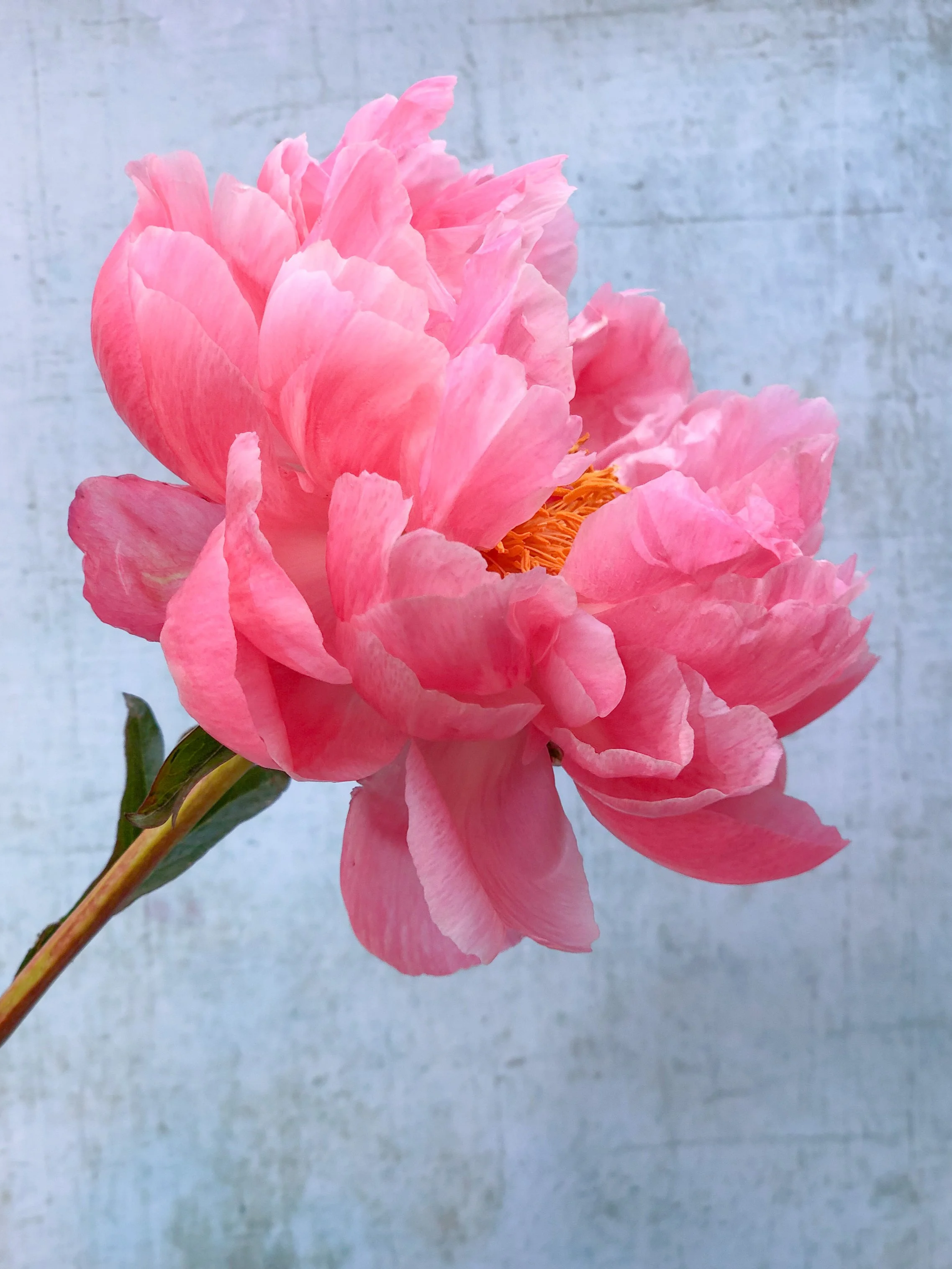IMG_7095.png