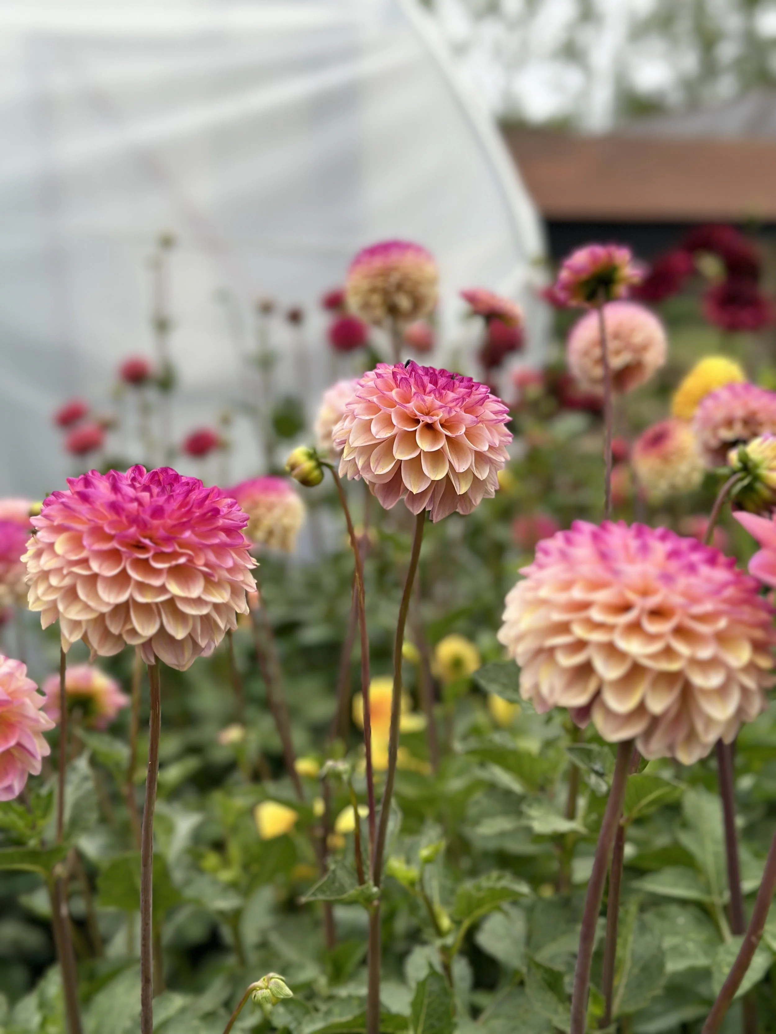 The Best Flowers for an August Wedding