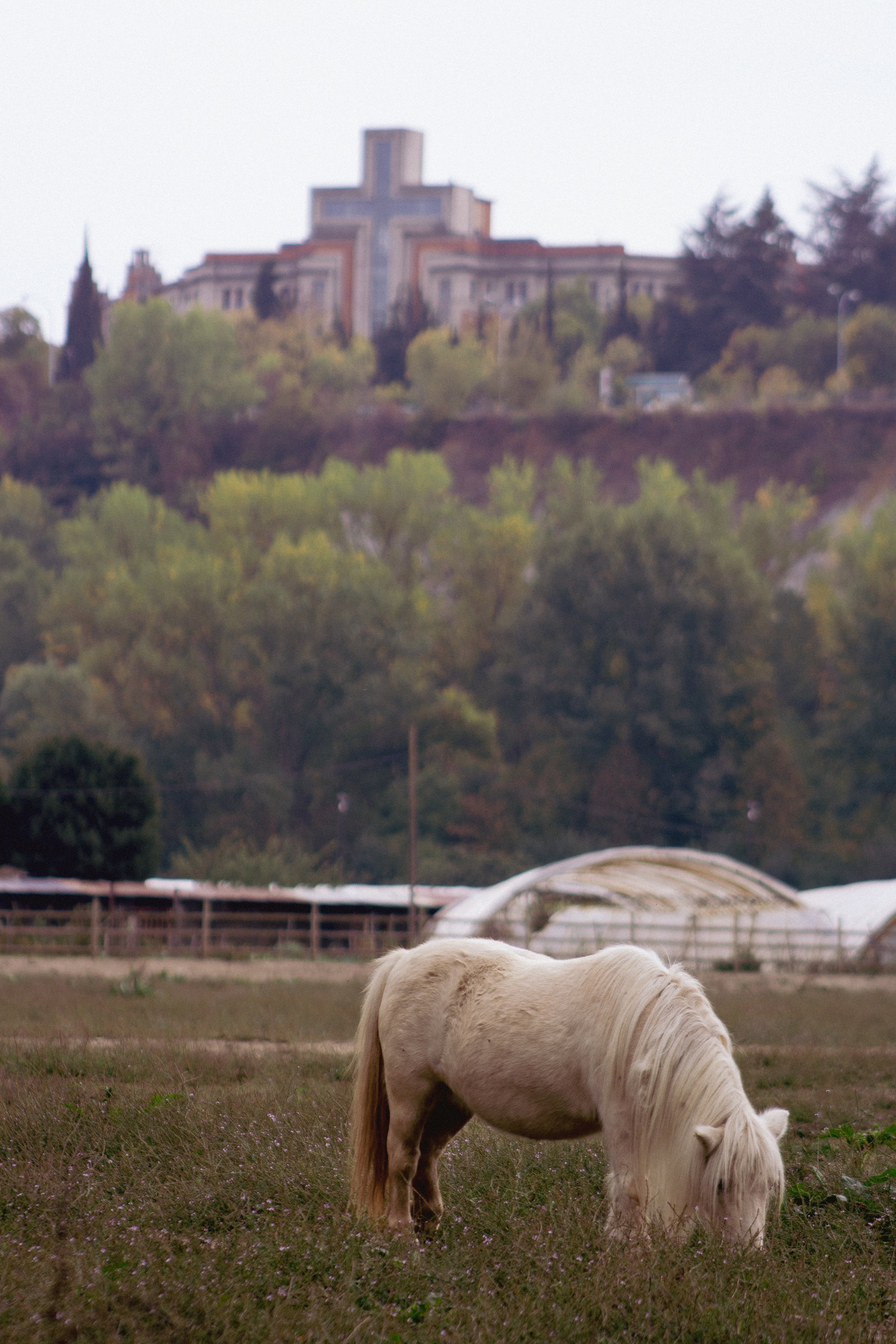 The Sweetest Guard Pony