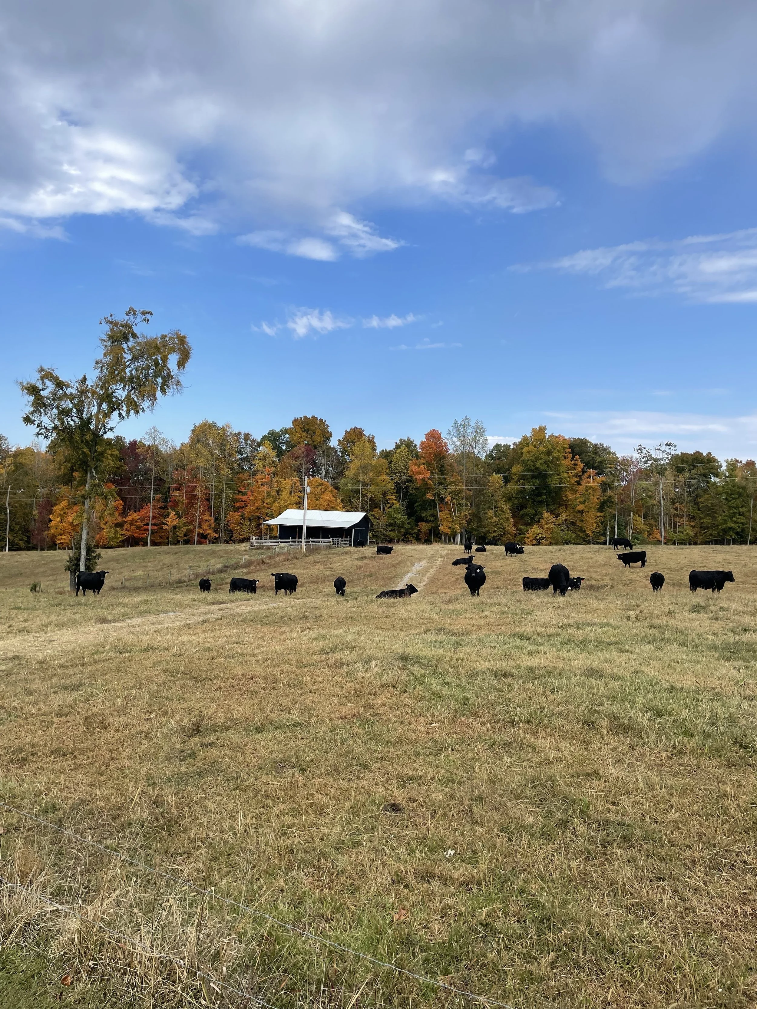 Angus Cattle in Tennessee