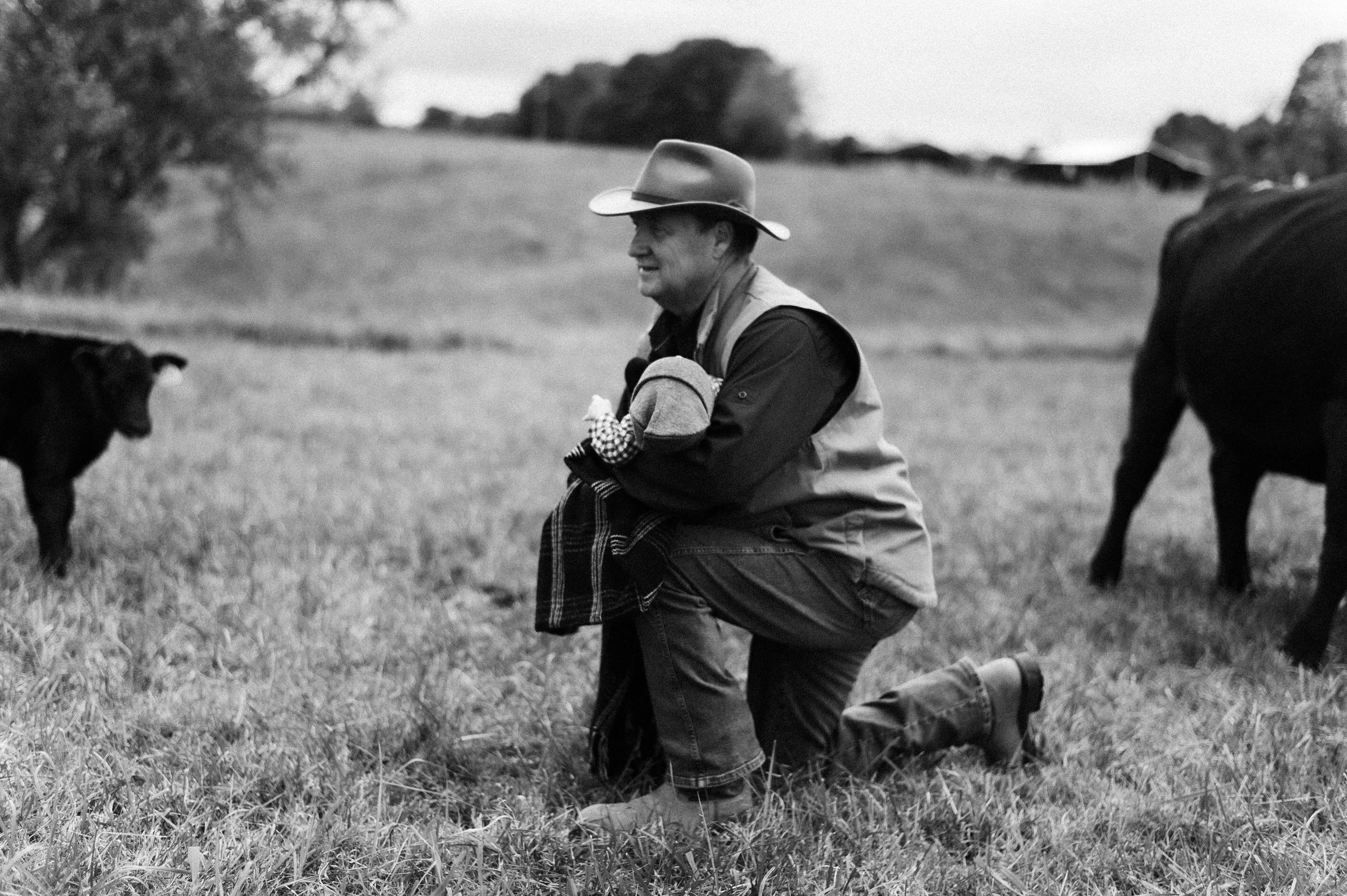 Angus Cattle in Tennessee