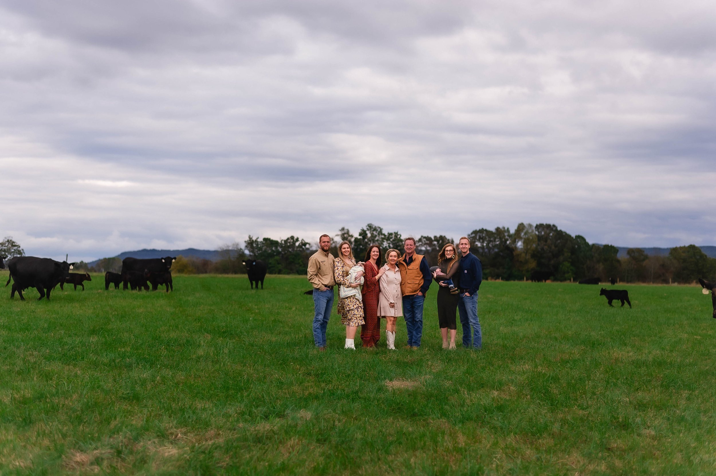 Angus Cattle in Tennessee