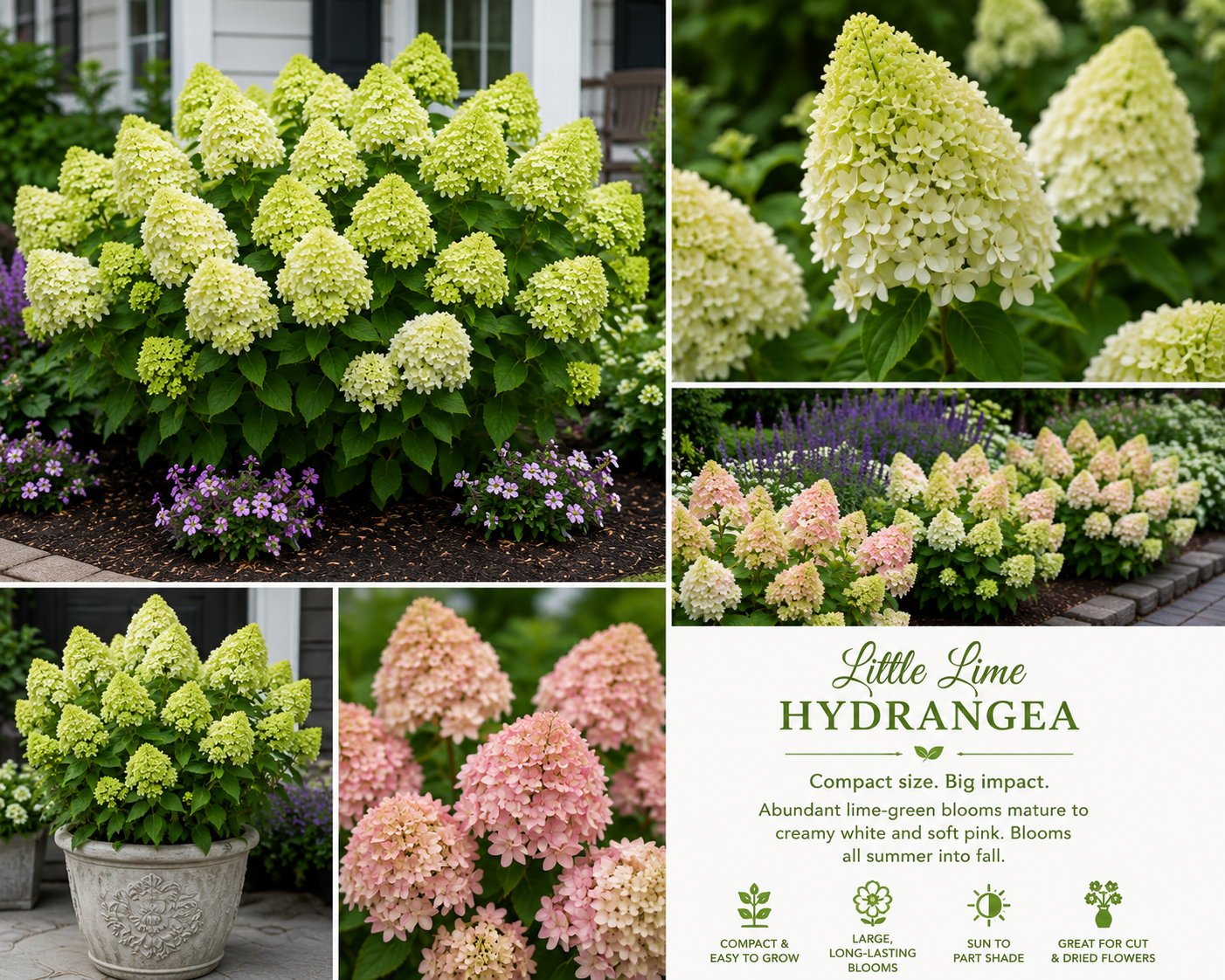Vibrant Little Lime Hydrangea